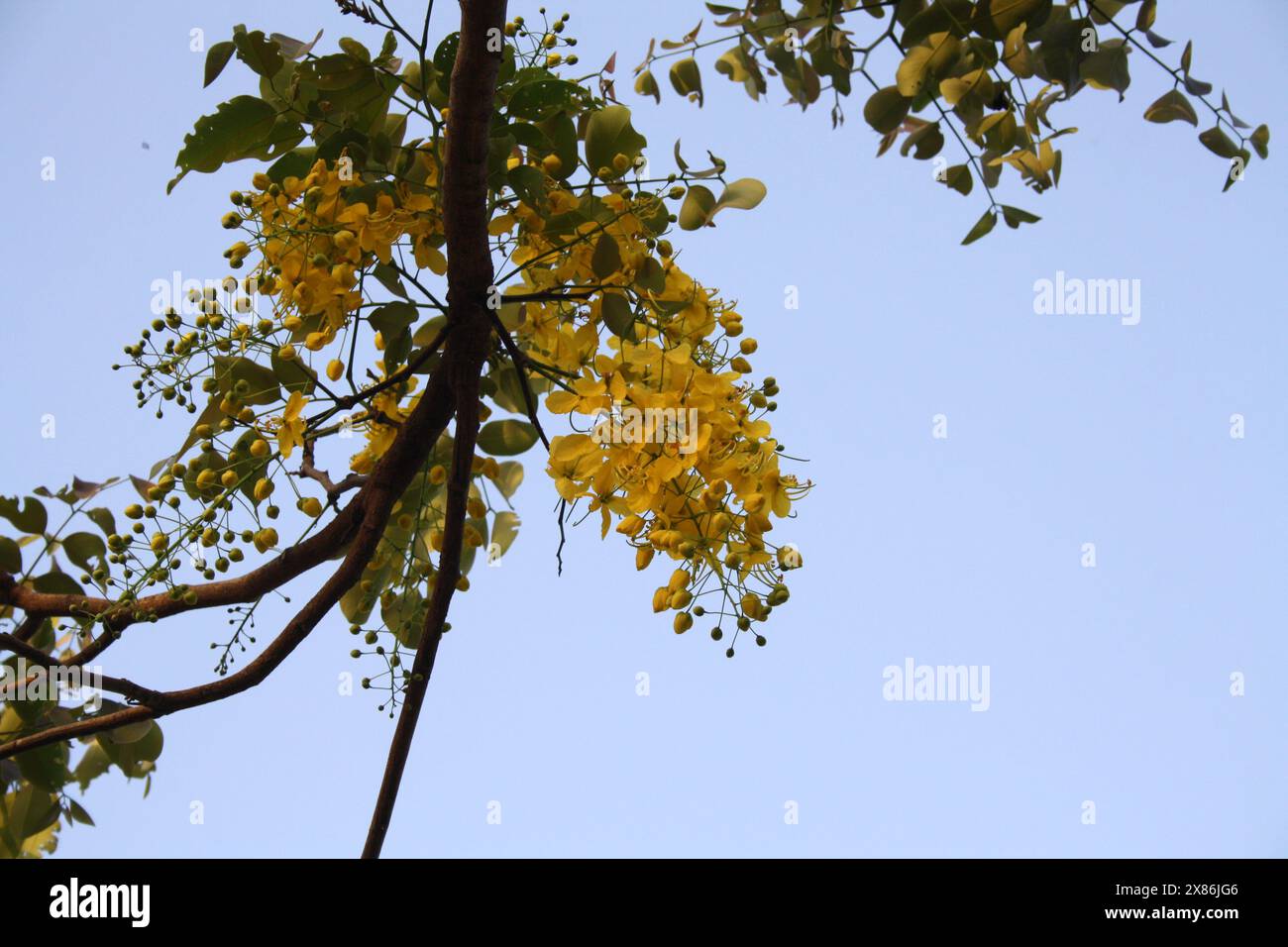 Laburnum indien (fistule de Cassia) fleurissant avec des fleurs dorées : (pix Sanjiv Shukla) Banque D'Images