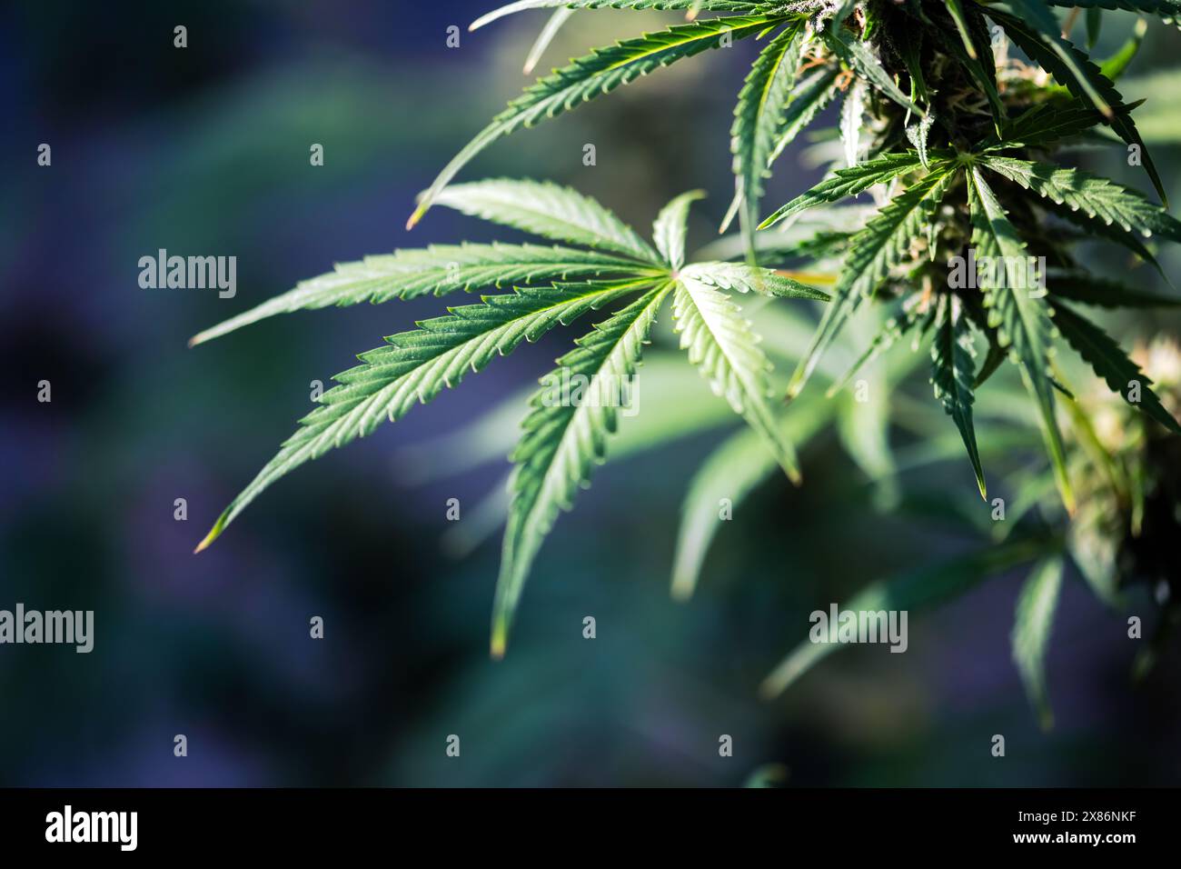 Jeune feuille de plante de marijuana. Le cannabis laisse le fond Banque D'Images