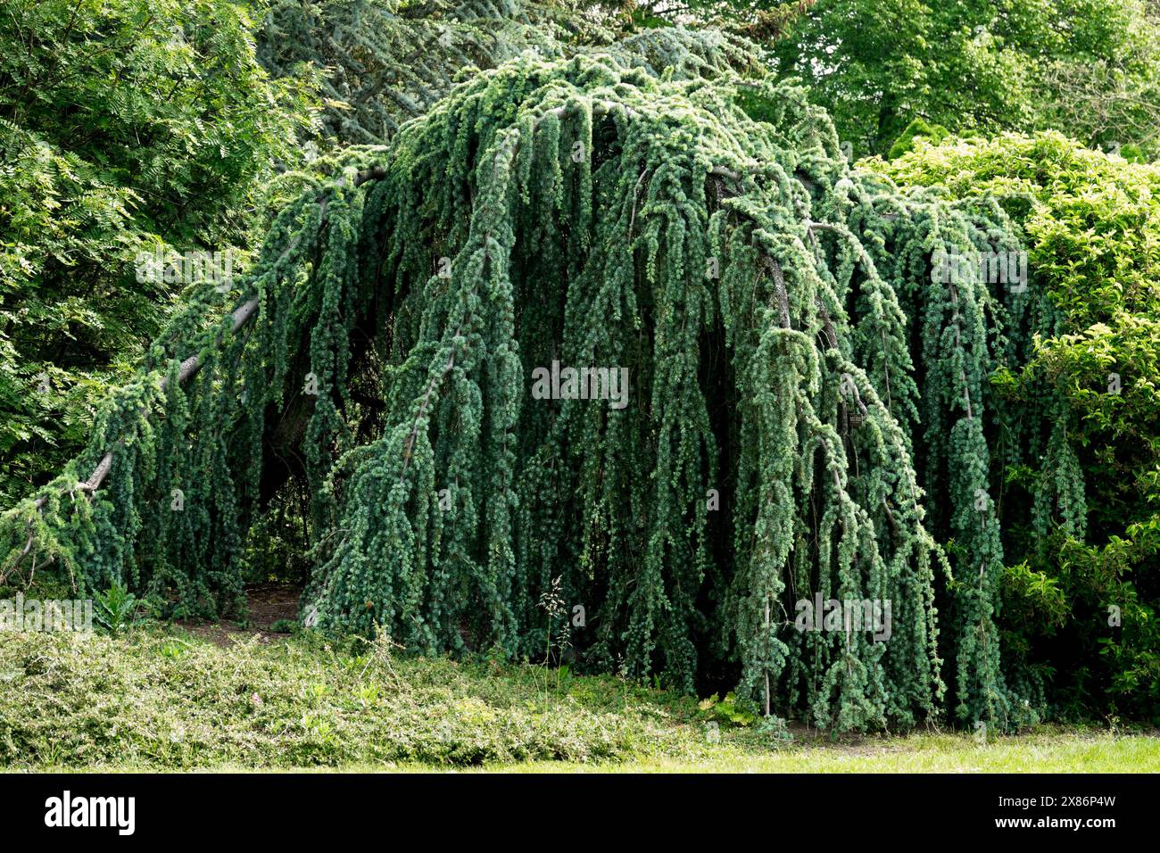 Bleu Atlas cèdre Cedrus atlantica glauca pendula penduleux Conifer Banque D'Images