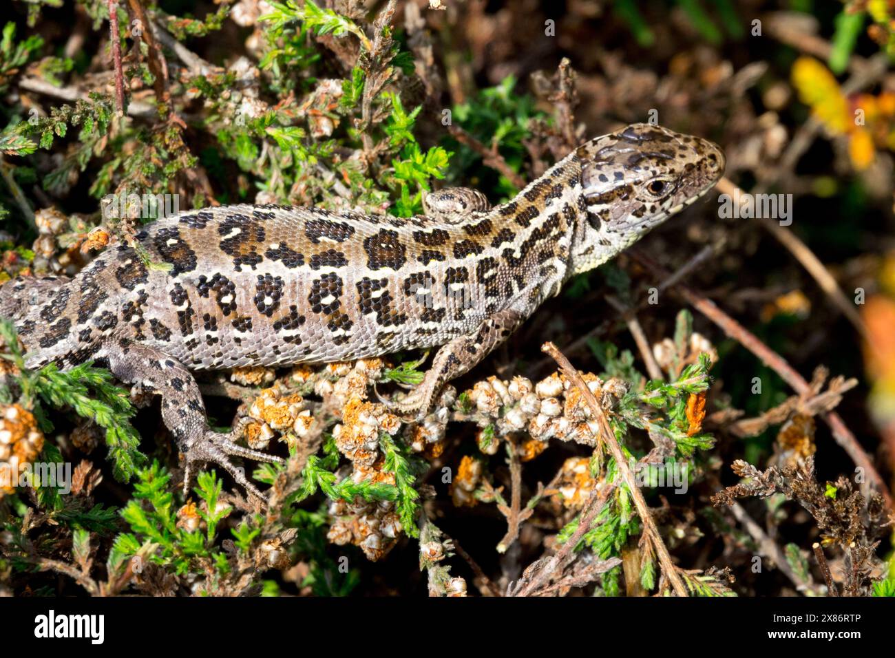 Lacerta agilis femme, lézard de sable, Basking Banque D'Images