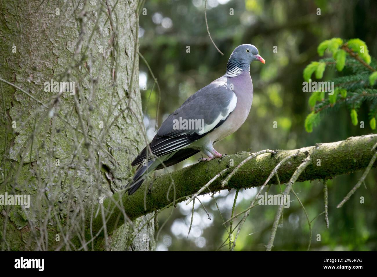 Palumbus Common Wood Pigeon Columba perché sur une branche Banque D'Images