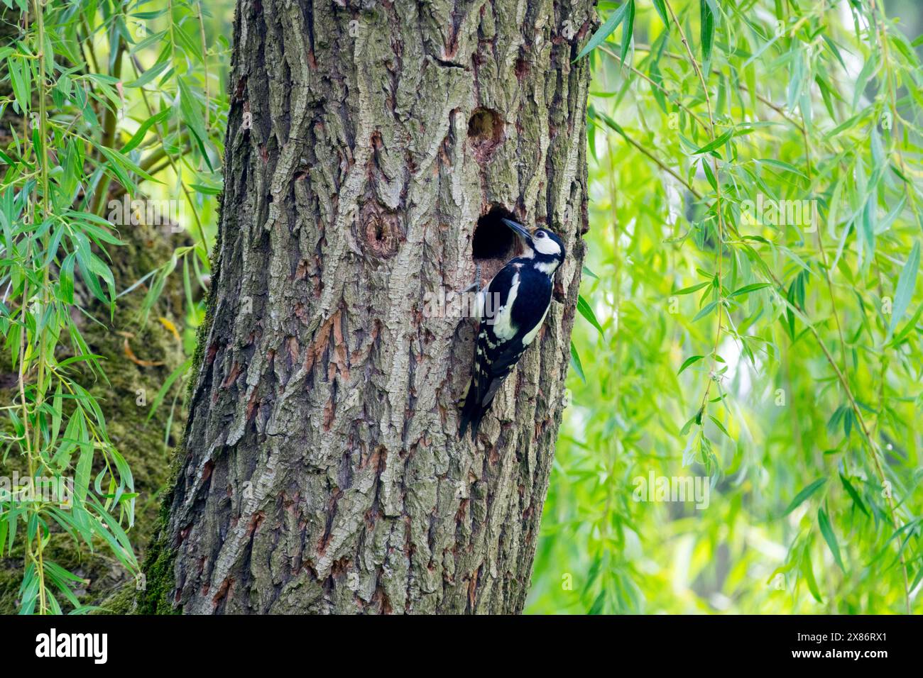 Grand pic tacheté Dendrocopos major sur un trou de nid de tronc de saule Banque D'Images
