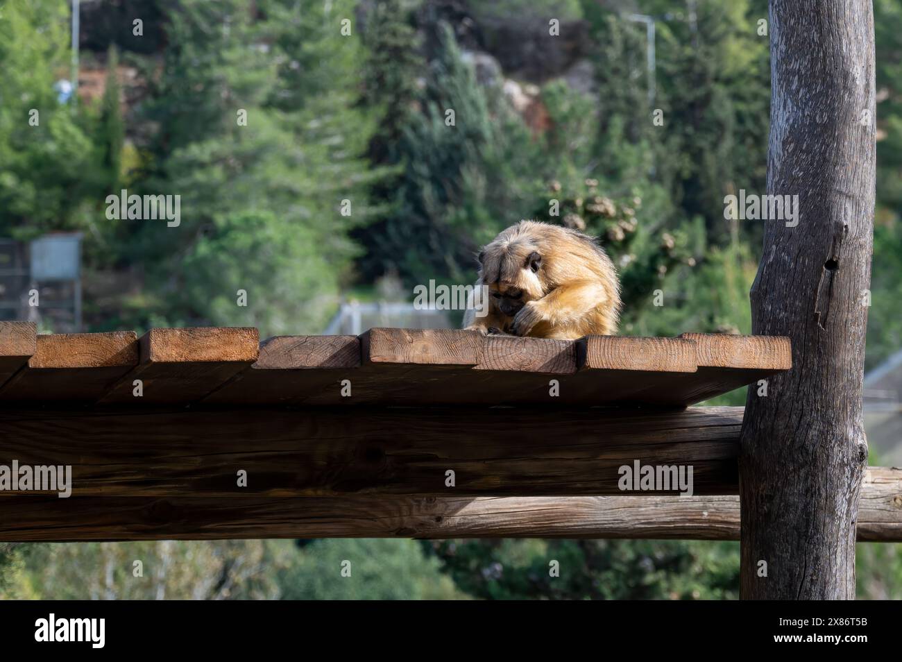 Singe Snub-Nosed doré au zoo biblique de Jérusalem en Israël. Photo de haute qualité Banque D'Images