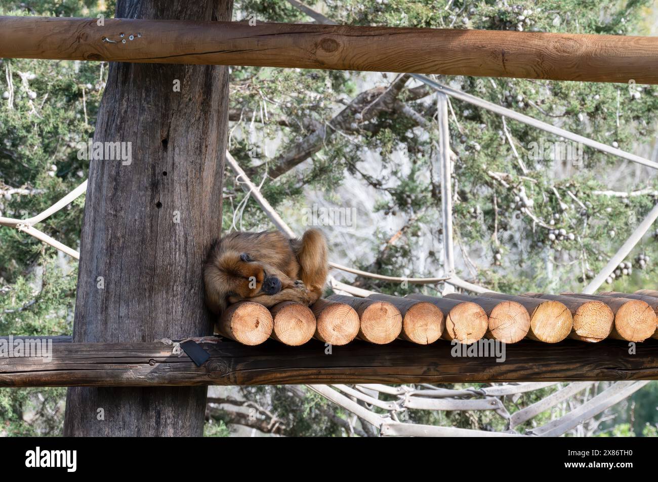 Singe Snub-Nosed doré au zoo biblique de Jérusalem en Israël. Photo de haute qualité Banque D'Images