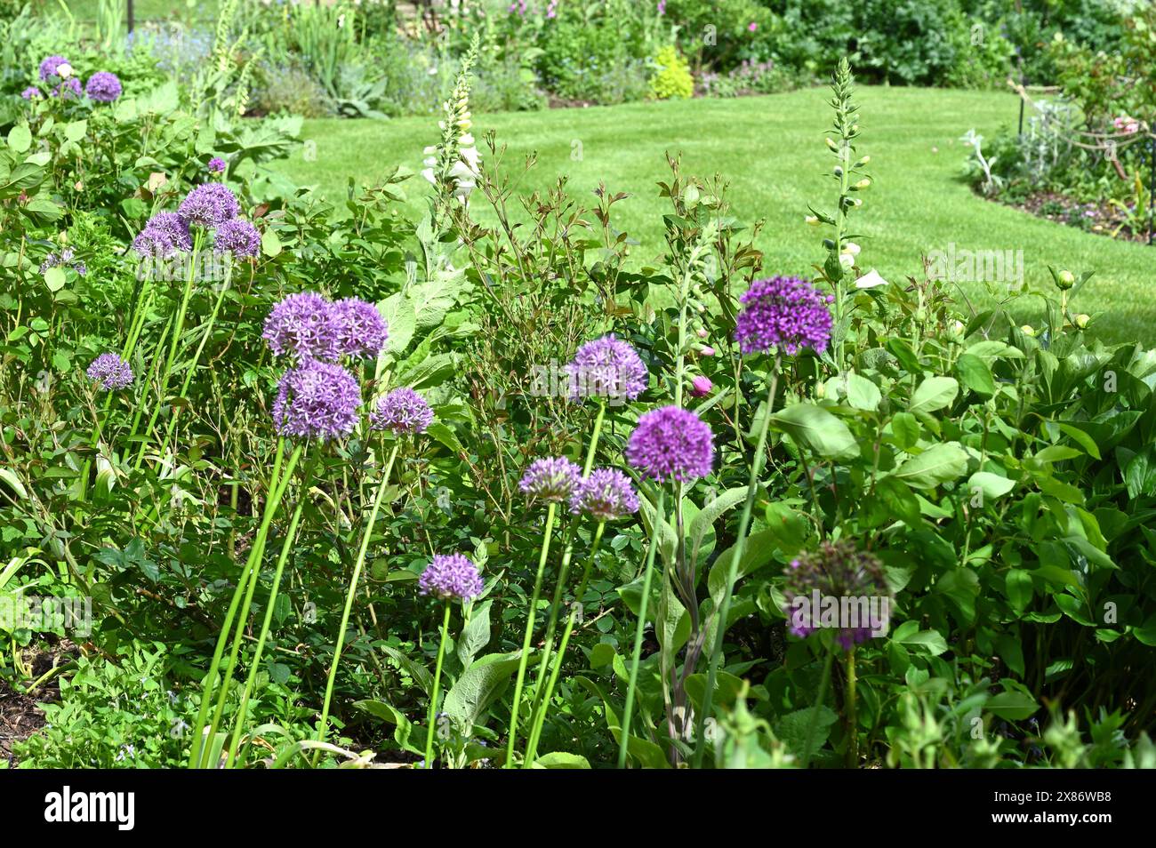 Alliums et gants de foxgant entourant une pelouse rayée dans le jardin de la propriété du National Trust Basildon Park May Banque D'Images