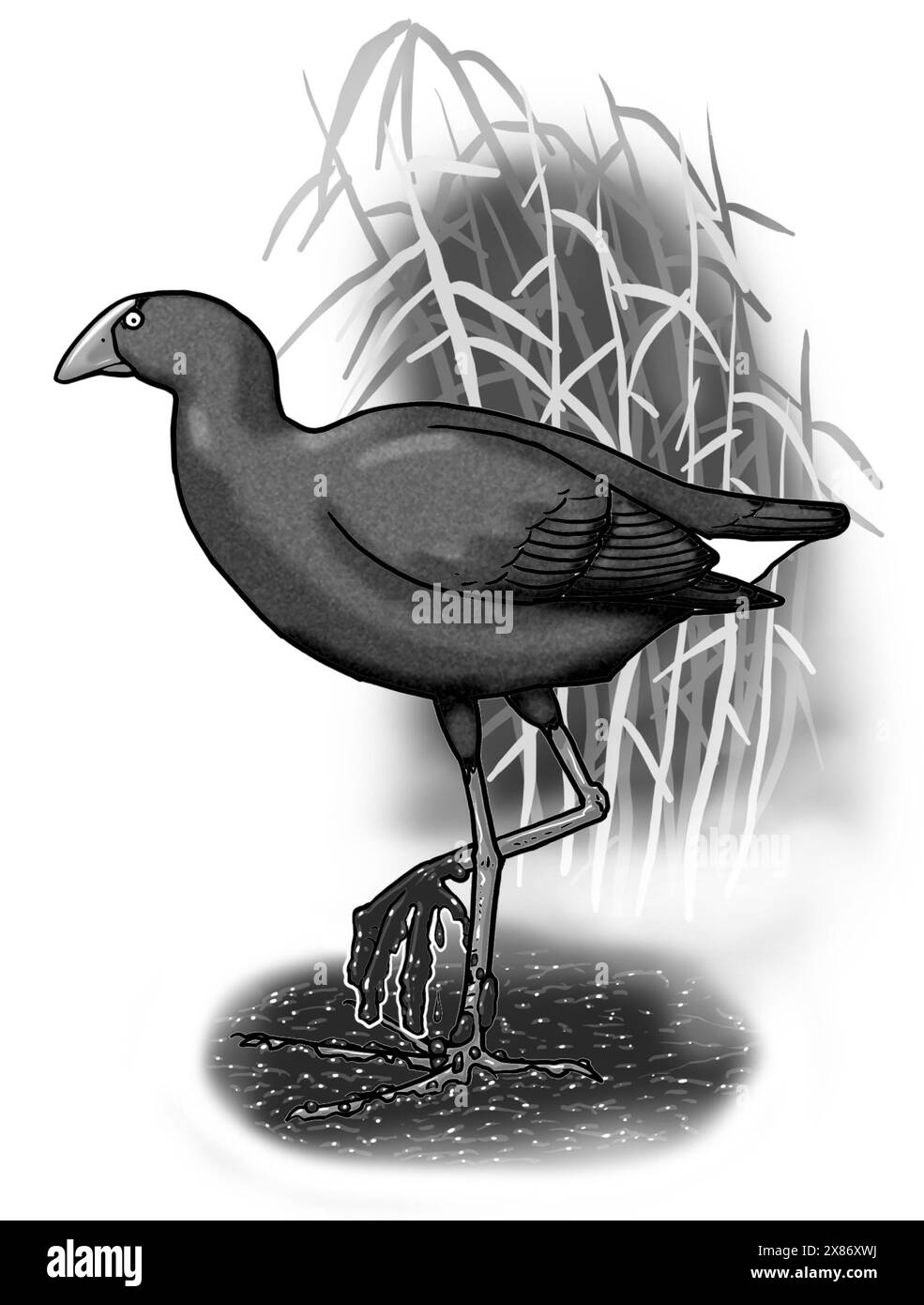 L'art en échelle de gris, le swamphen australasien (Porphyrio melanotus), une espèce de swamphen (Porphyrio). En Nouvelle-Zélande, l'oiseau est connu sous le nom de pūkeko, pukeko Banque D'Images