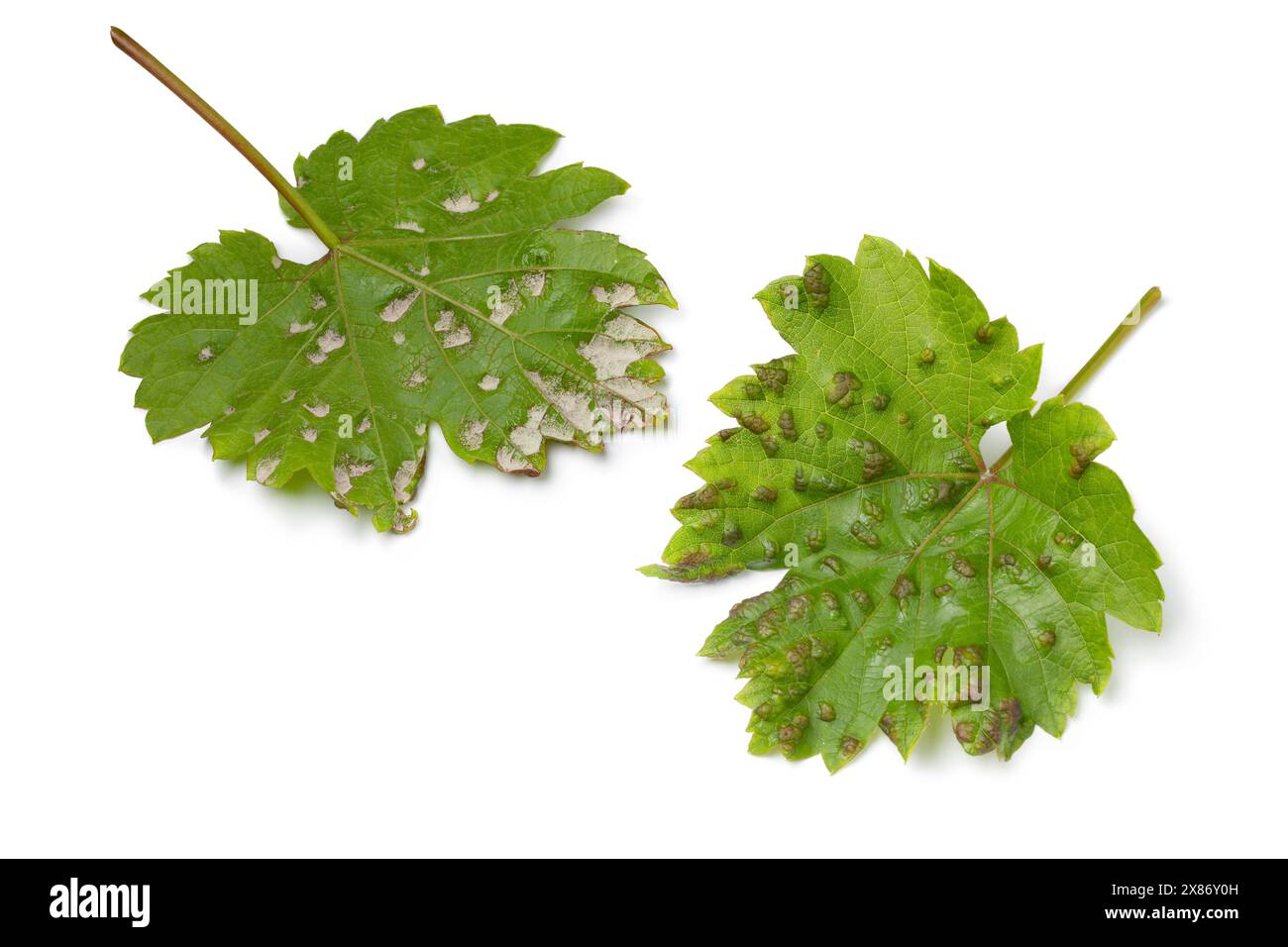 Haut et bas côté de feuilles de raisin infectées par l'acarien blister isolé sur fond blanc gros plan Banque D'Images