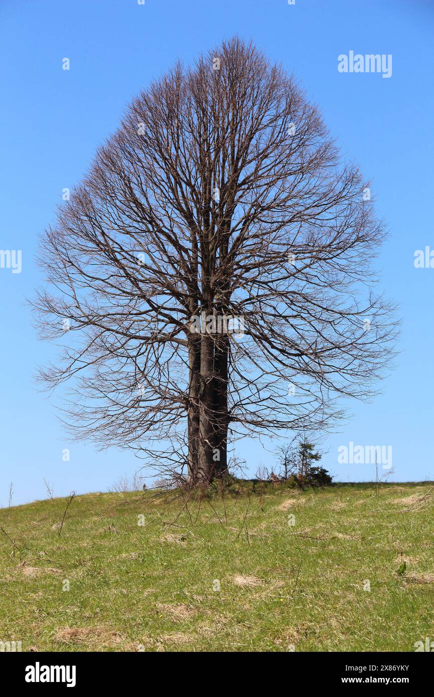 Forme d'arbre parfaite. Habit de tilleul au printemps dans les montagnes Beskidy en Pologne. Banque D'Images