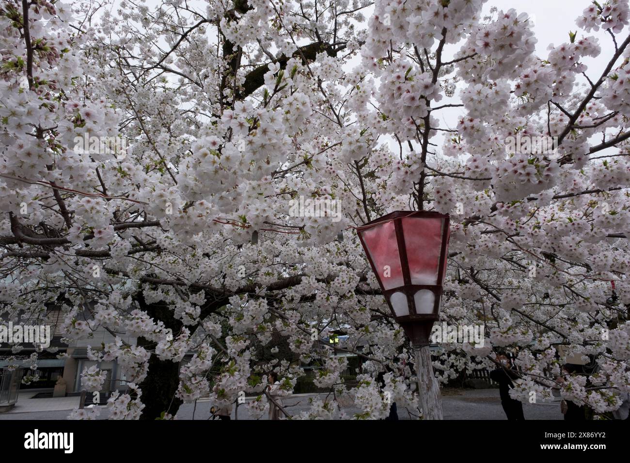 Cerisier en fleurs à Mishima, Japon Banque D'Images