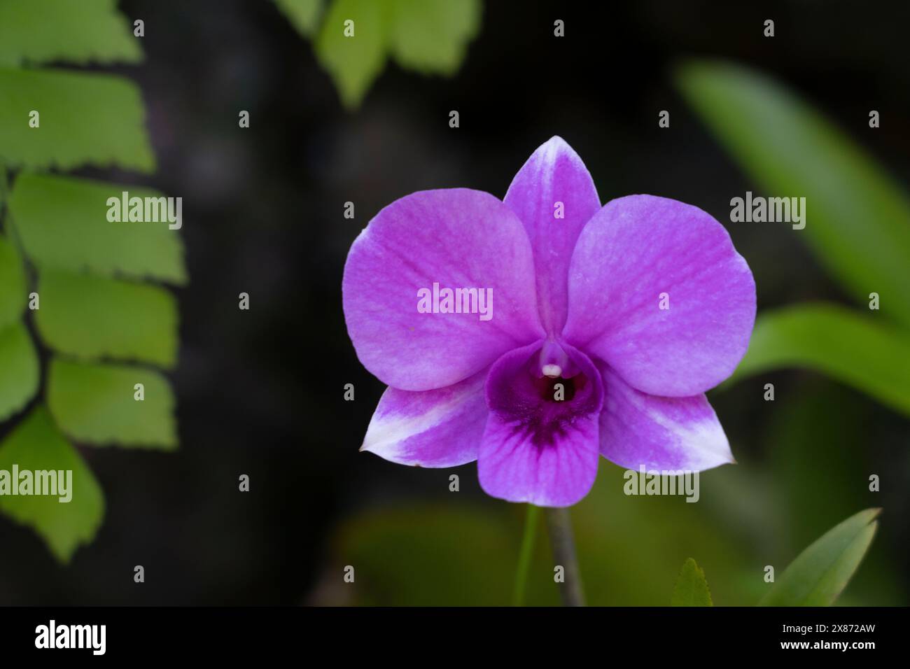 Gros plan d'une orchidée à Lautoka, Fidji, Pacifique Sud.. Banque D'Images