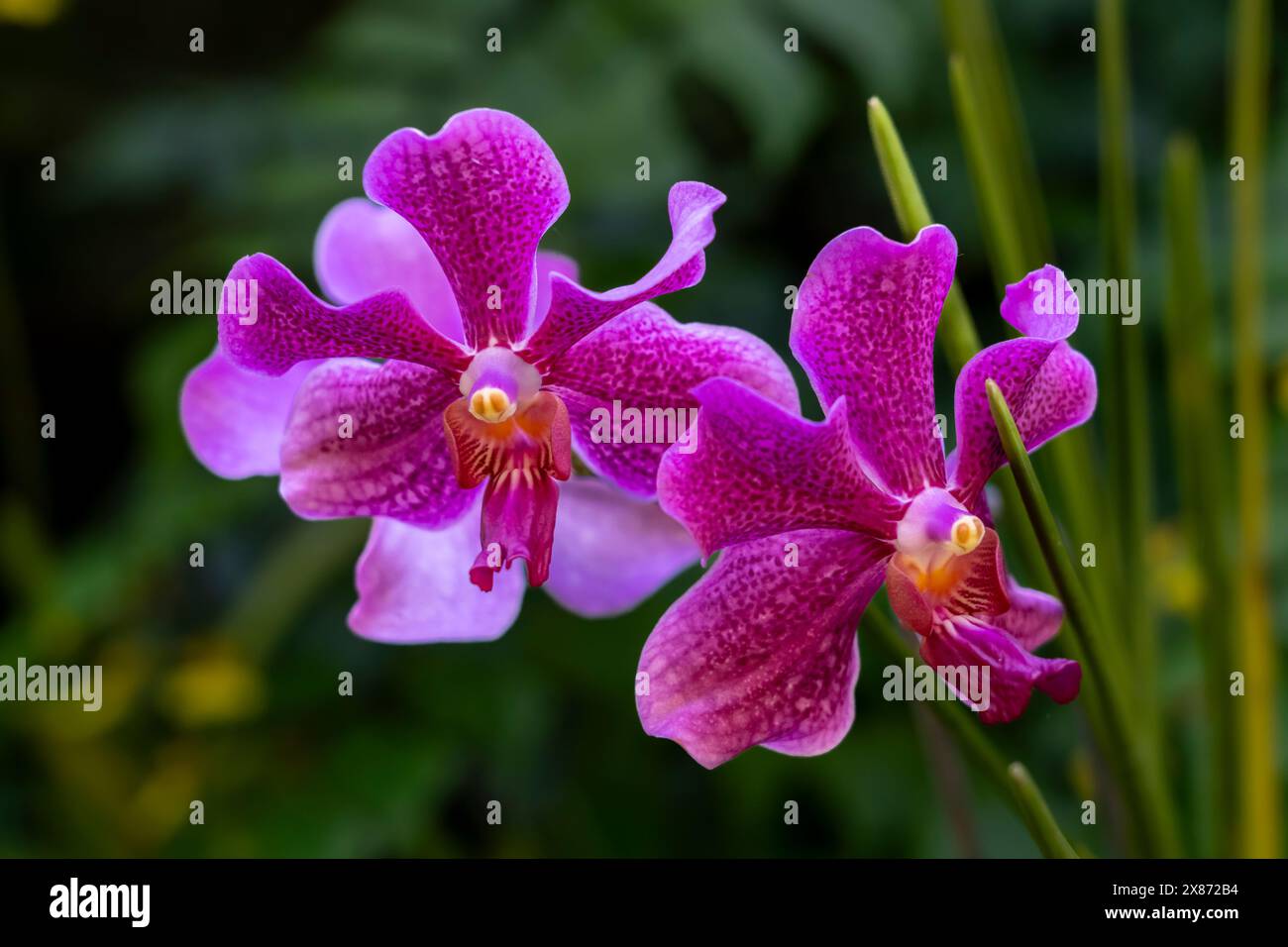 Gros plan d'une orchidée à Lautoka, Fidji, Pacifique Sud.. Banque D'Images