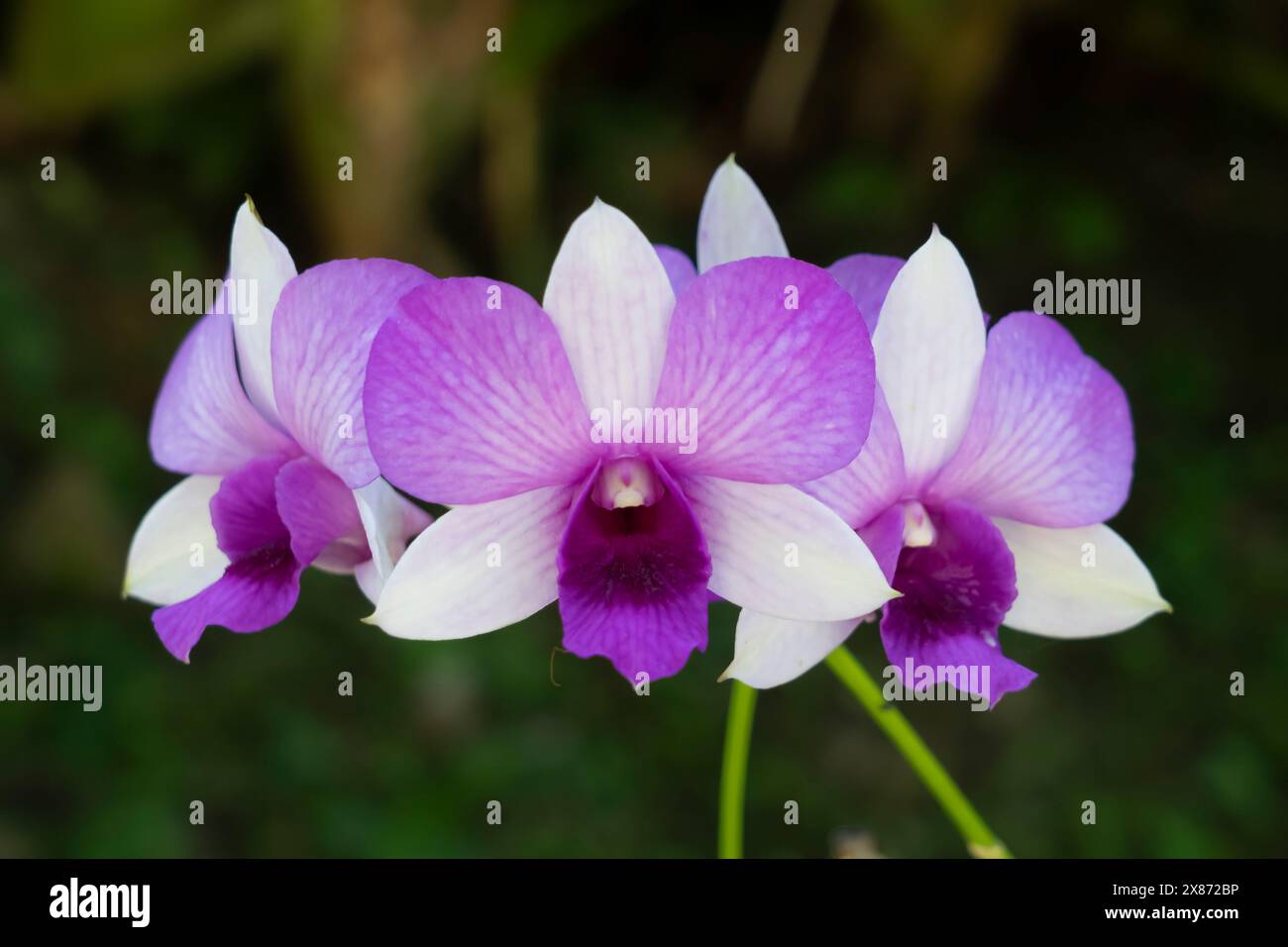 Gros plan d'une orchidée à Lautoka, Fidji, Pacifique Sud.. Banque D'Images