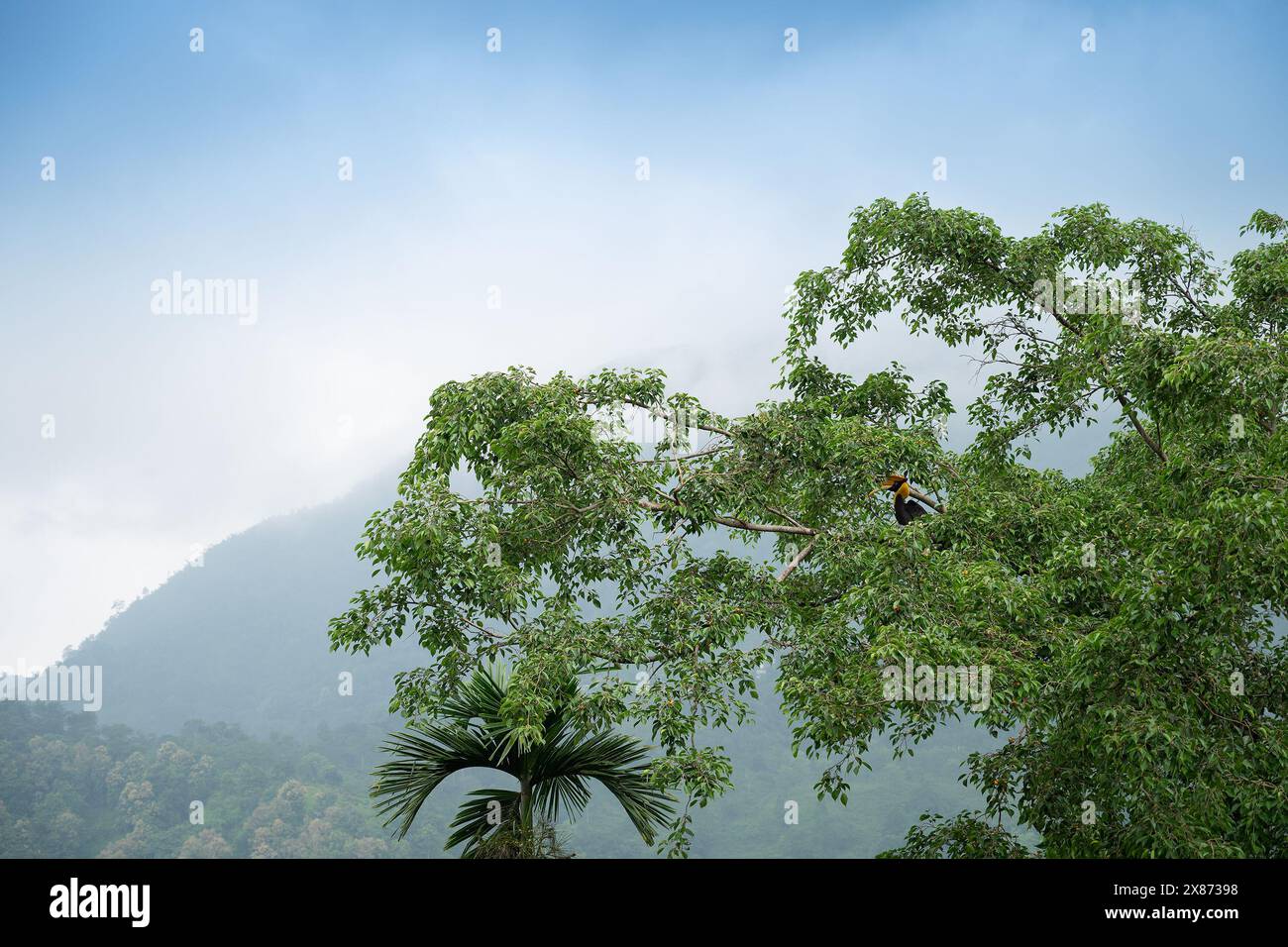 Le grand oiseau de Hornbill, Buceros bicornis, également connu sous le nom de Hornbill concave-casqué, grand Hornbill indien ou grand Hornbill pied, est perché. Banque D'Images