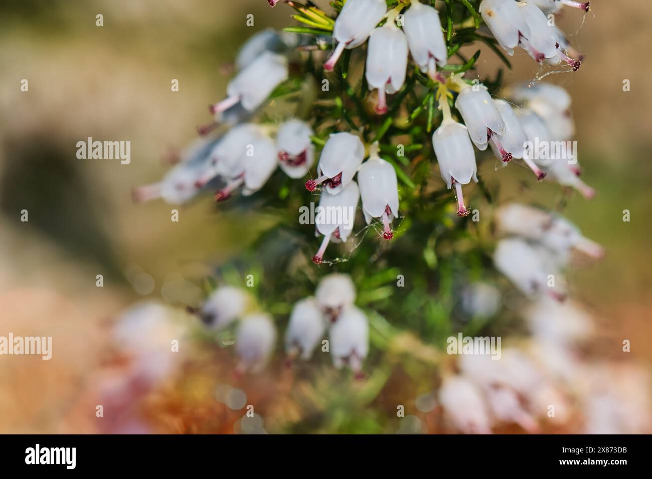 Gros plan de fleurs blanches en forme de cloche avec des pointes roses sur une tige verte, probablement un type de bruyère ou de plante erica, avec un fond flou. Banque D'Images