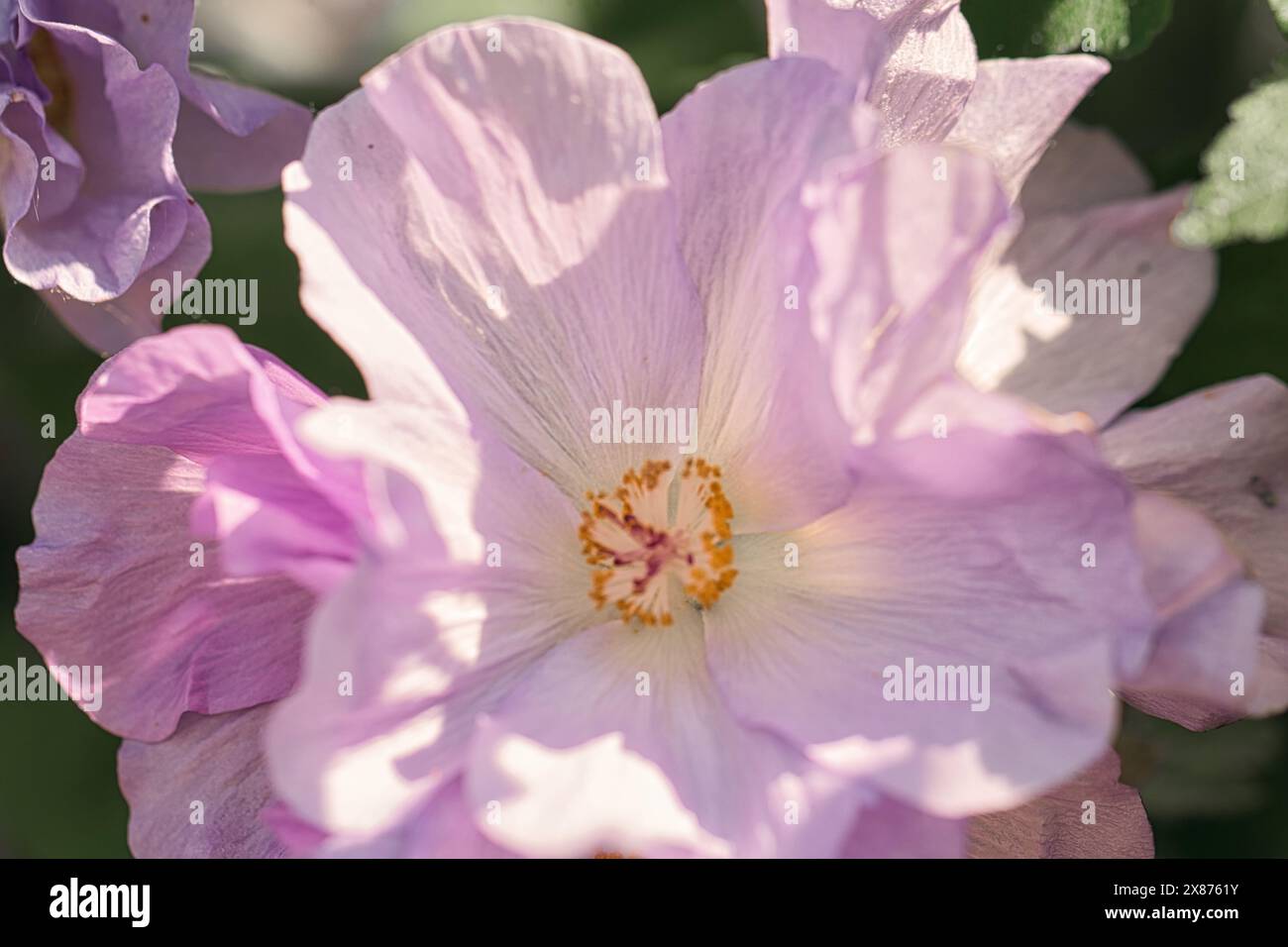 Gros plan d'une fleur d'hibiscus violet clair en pleine floraison avec des pétales mous et un centre jaune. Banque D'Images