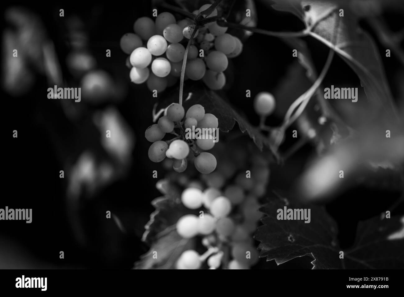 Gros plan des collines de prosecco à Vidor près de Trévise gros plan d'une tige de feuilles de vigne de prosecco au printemps près de Castelfranco Veneto en Vénétie Ita Banque D'Images