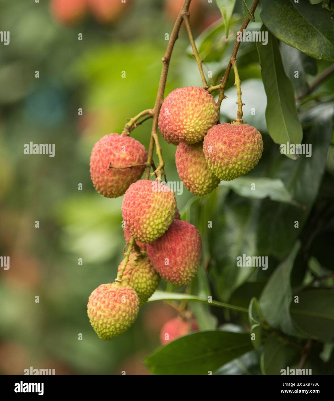 Fruits frais de litchis mûrs accrochés sur le lychis dans le jardin de plantation. Gros plan sur les fruits des lychis. Banque D'Images