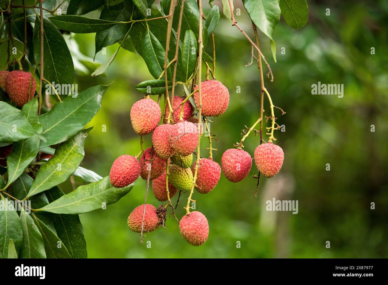 Fruits frais de litchis mûrs accrochés sur le lychis dans le jardin de plantation. Gros plan sur les fruits des lychis. Banque D'Images