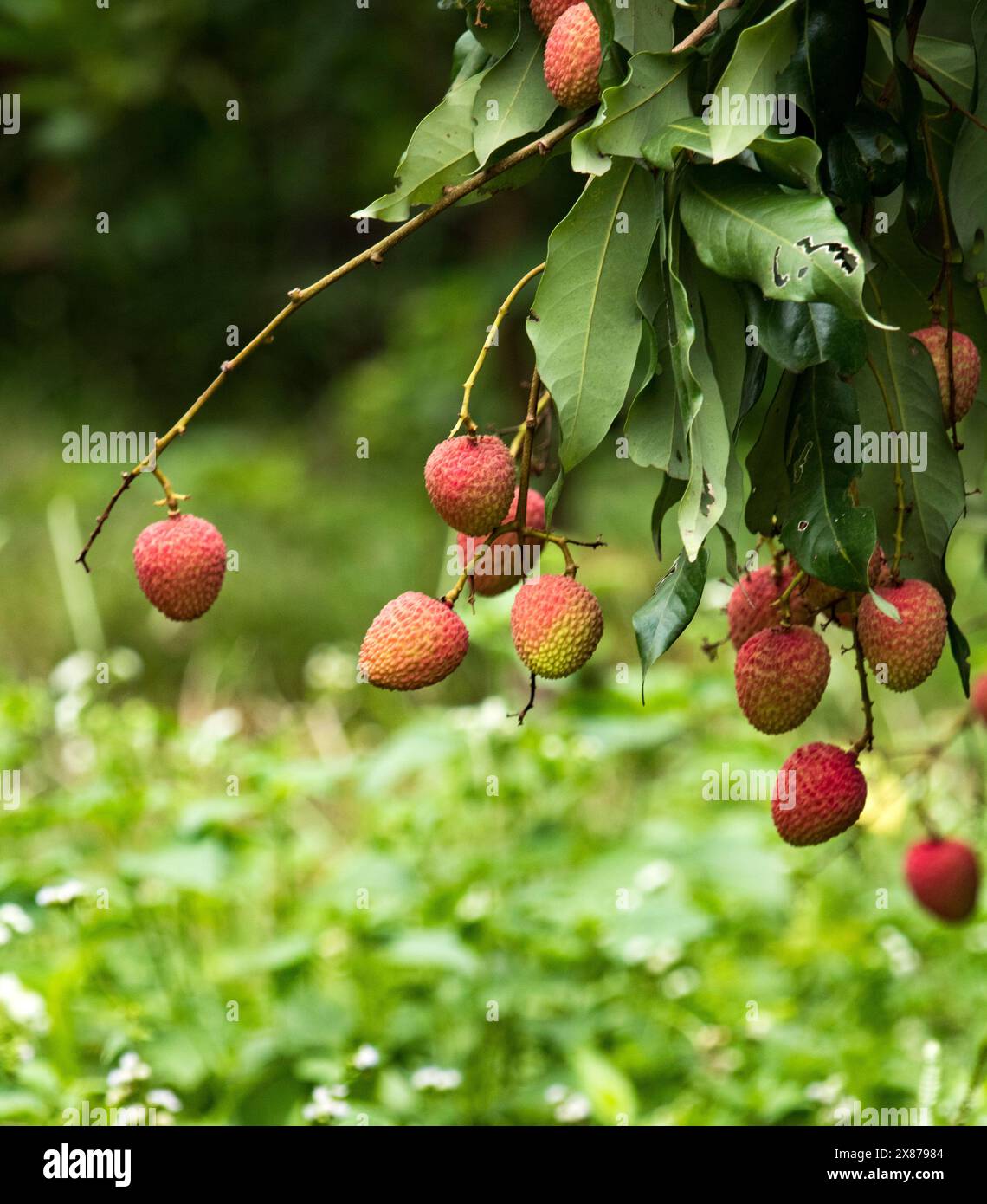 Fruits frais de litchis mûrs accrochés sur le lychis dans le jardin de plantation. Gros plan sur les fruits des lychis. Banque D'Images