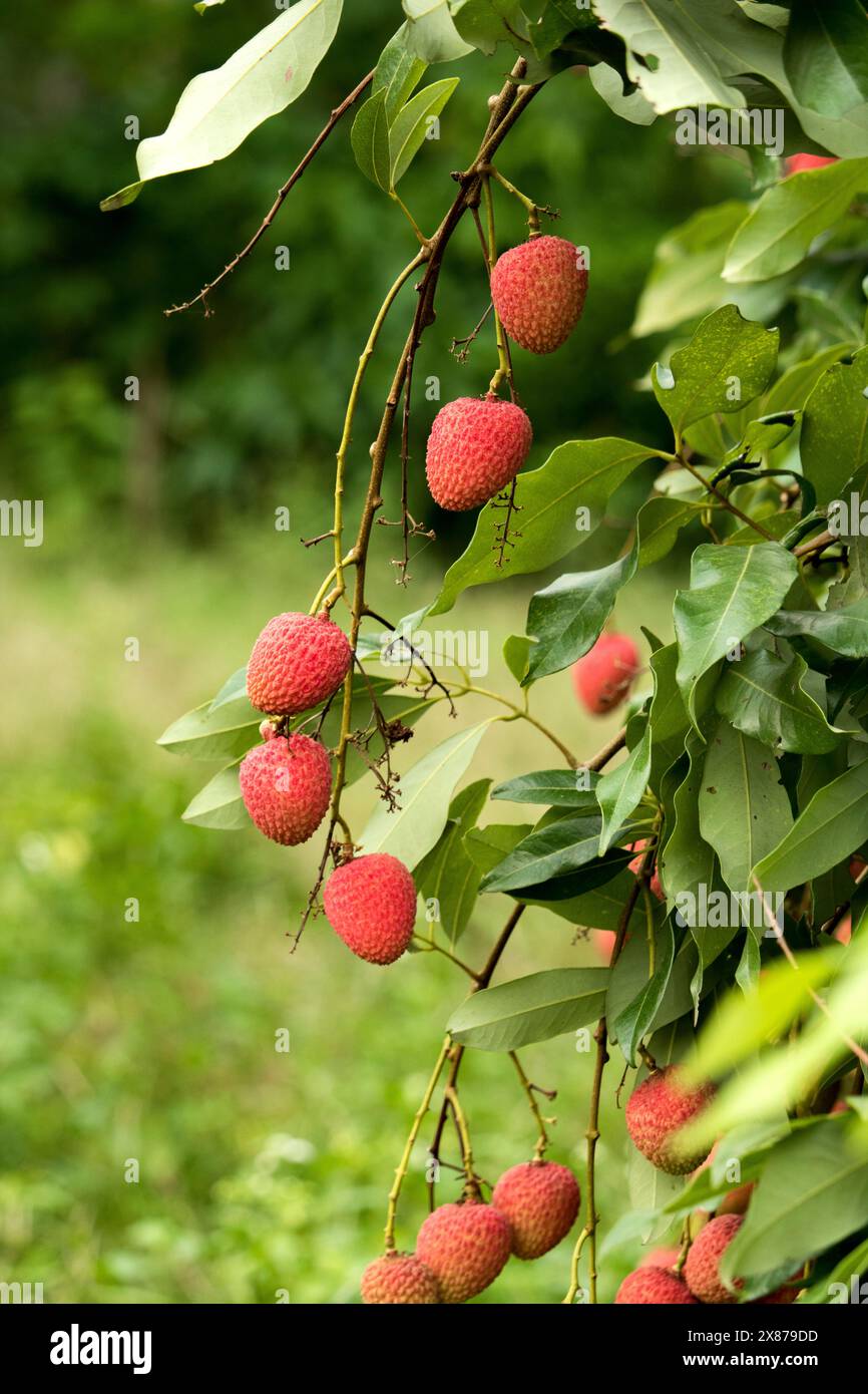 Fruits frais de litchis mûrs accrochés sur le lychis dans le jardin de plantation. Gros plan sur les fruits des lychis. Banque D'Images