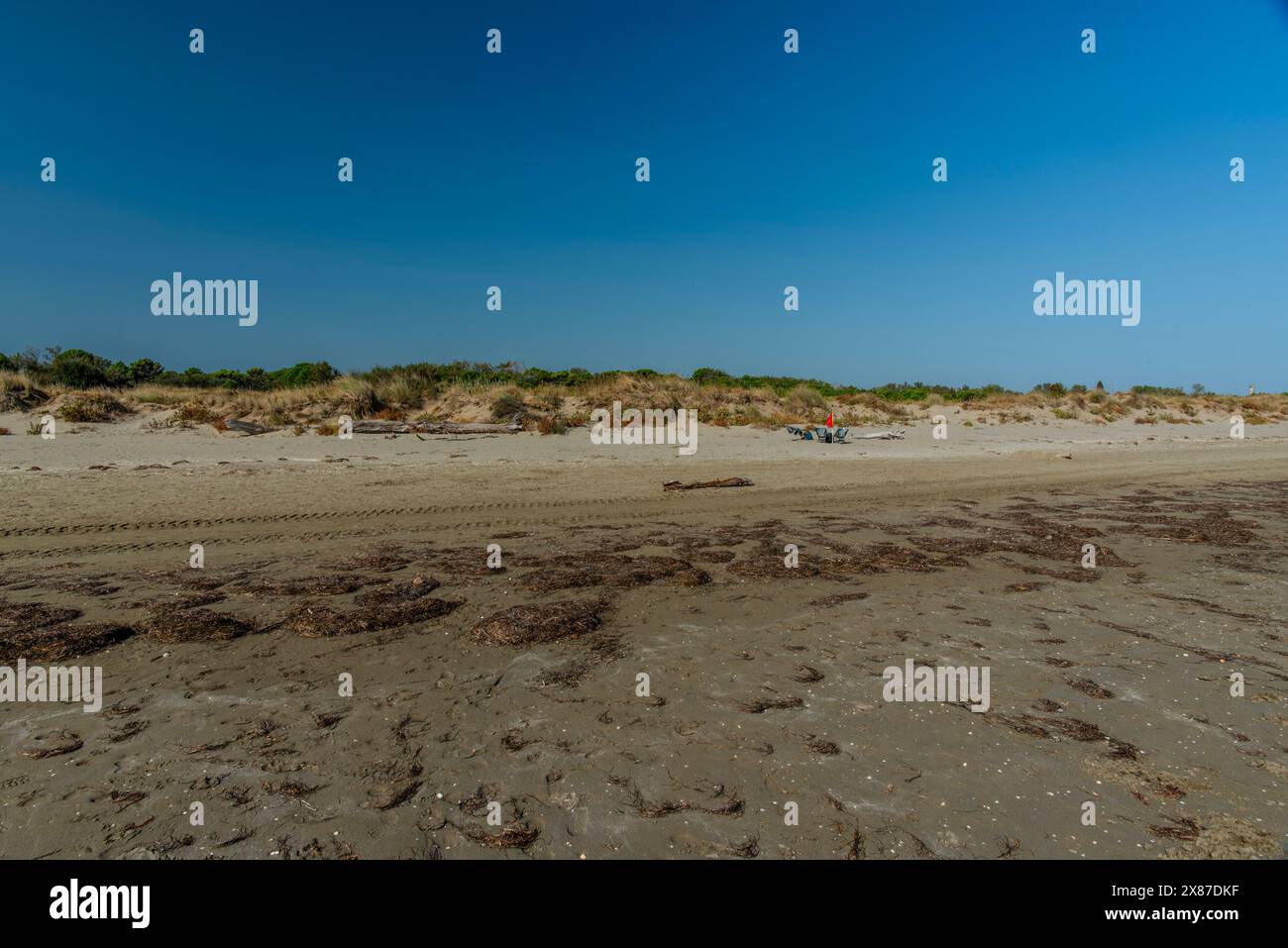 Plage d'automne au Lido de Venise avec les débris d'arbres et de dunes abandonnées Banque D'Images