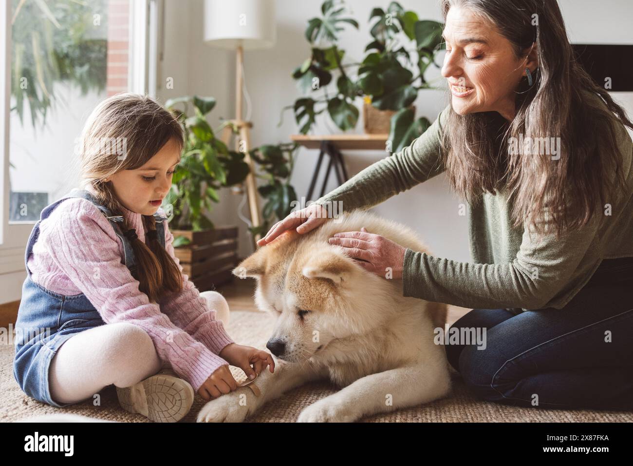 Fille appliquant le bandage sur le chien près de grand-mère à la maison Banque D'Images