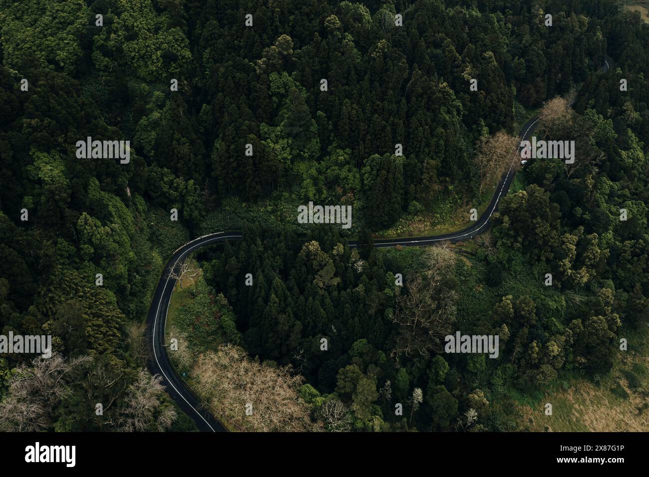 Route sinueuse au milieu d'arbres verdoyants à Furnas, San Miguel, Portugal Banque D'Images