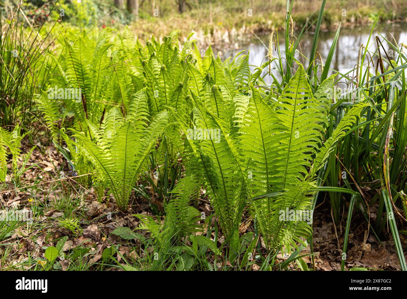 Fougères forestières au bord d'un lac à Bowood Woodland Garden, Calne, Wiltshire, Angleterre, Royaume-Uni Banque D'Images