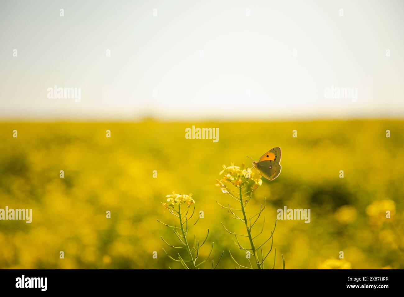 Espagne, Catalogne, Lerida, papillon perché sur la fleur de moutarde jaune Banque D'Images