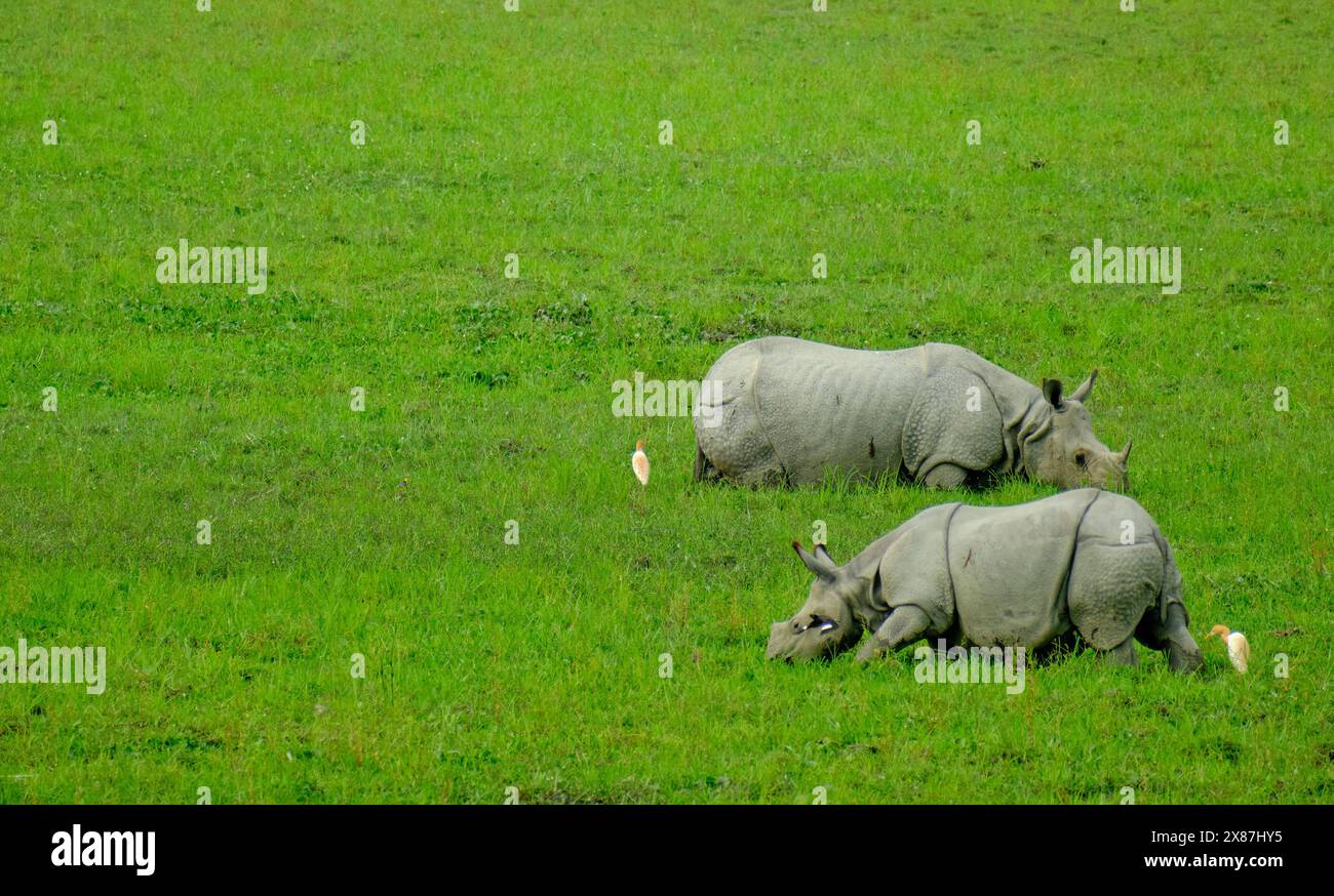 Pâturage des rhinocéros adultes et juvéniles dans le parc national de Kaziranga Banque D'Images