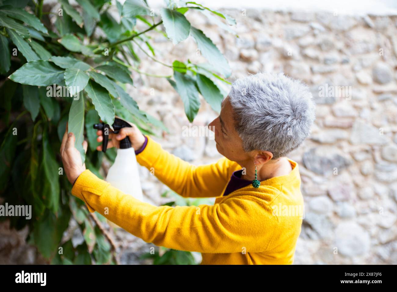 Femme nettoyant la feuille de plante d'avocat dans le jardin Banque D'Images