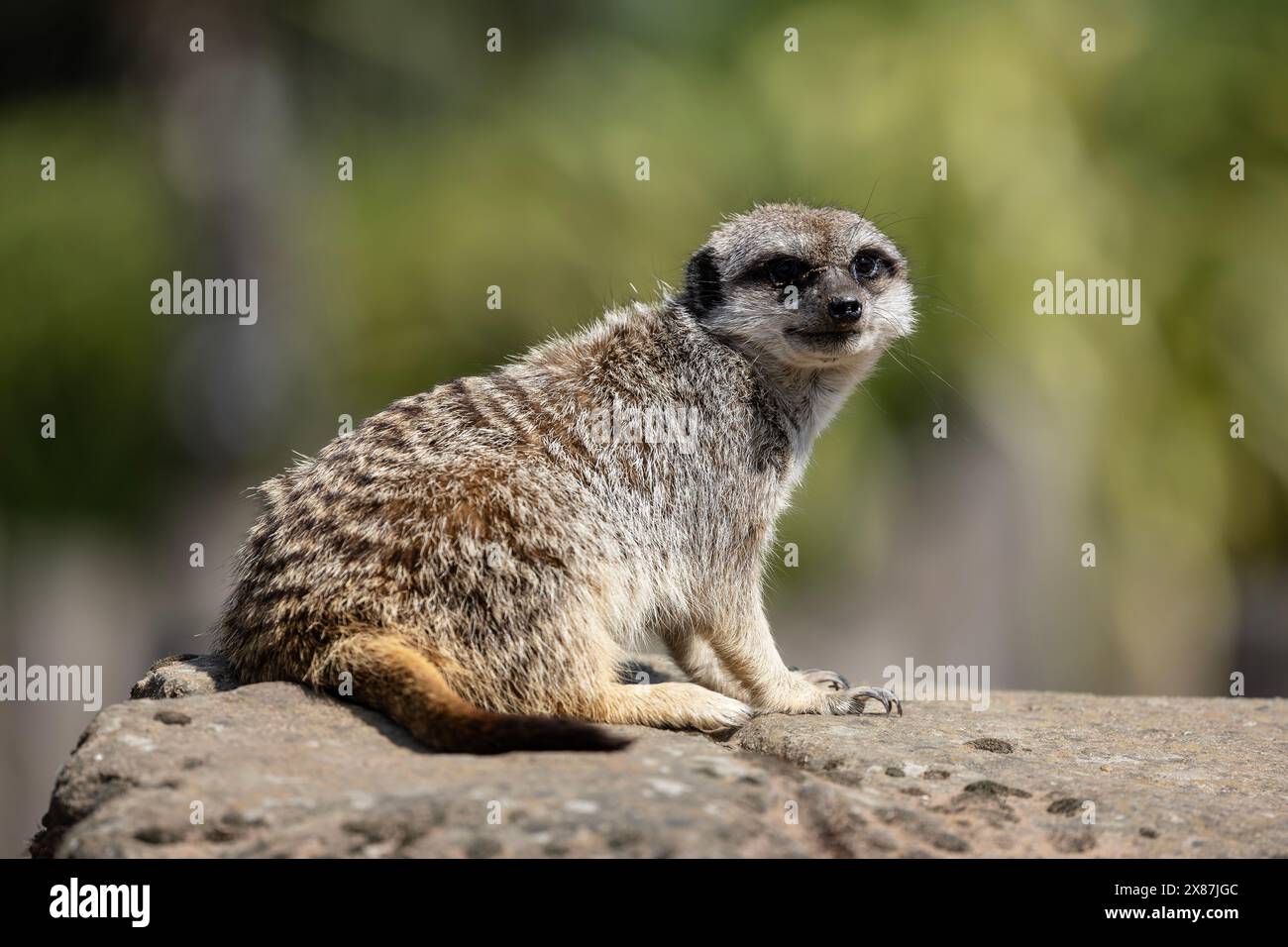 Une suricate Suricata suricatta en captivité assise sur un rocher faisant face à la caméra Banque D'Images
