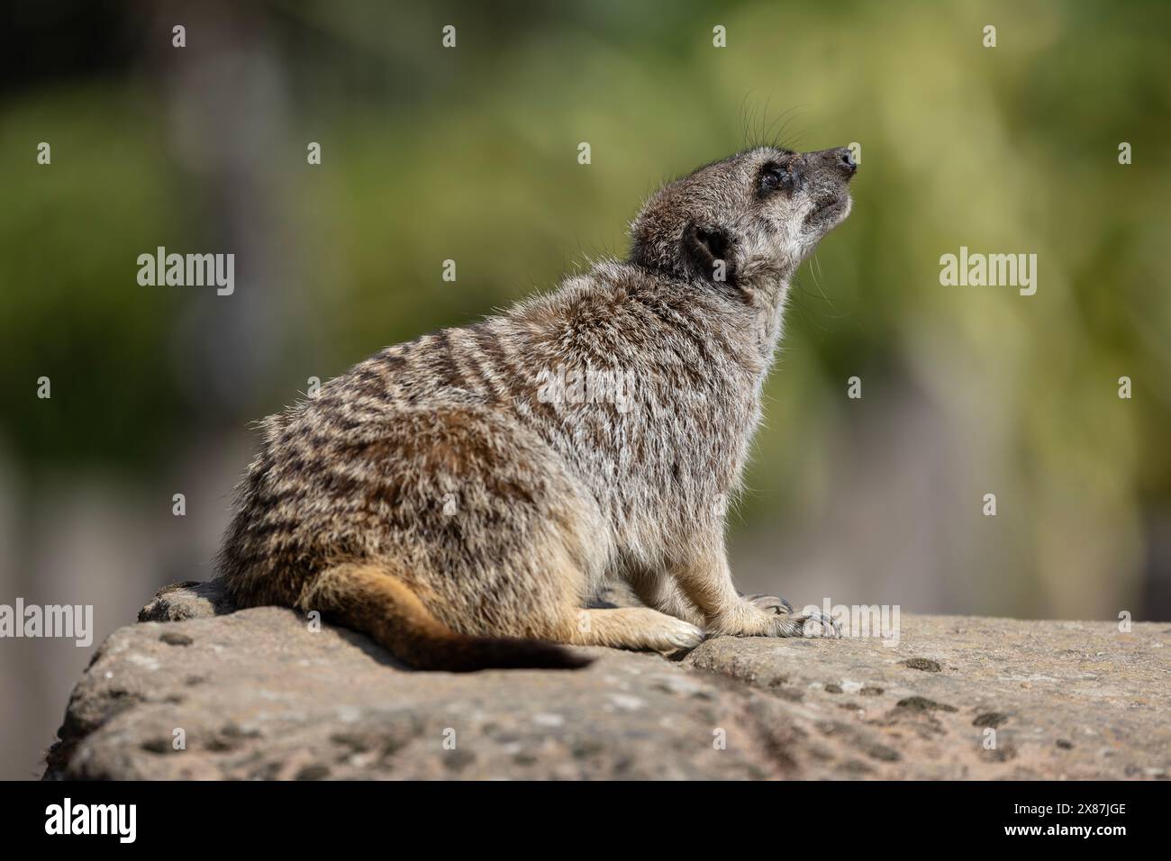 Suricata suricatta (captive) de profil perchée sur un rocher et regardant vers le haut Banque D'Images