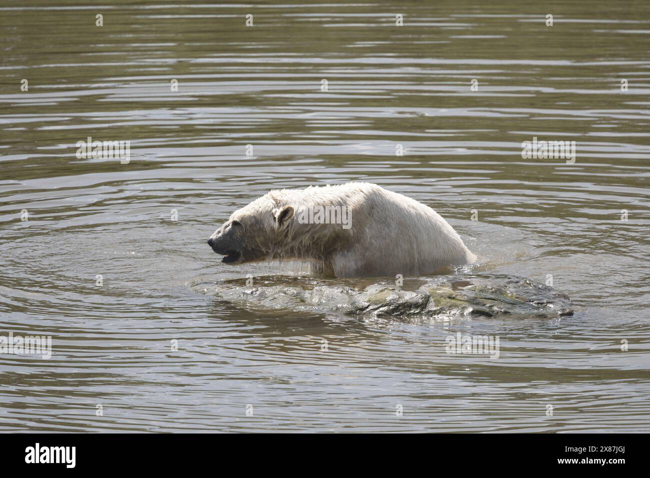 Ours polaire unique Ursus maritimus en captivité jouant dans l'eau adjacente à un gros rocher et partiellement submergé Banque D'Images