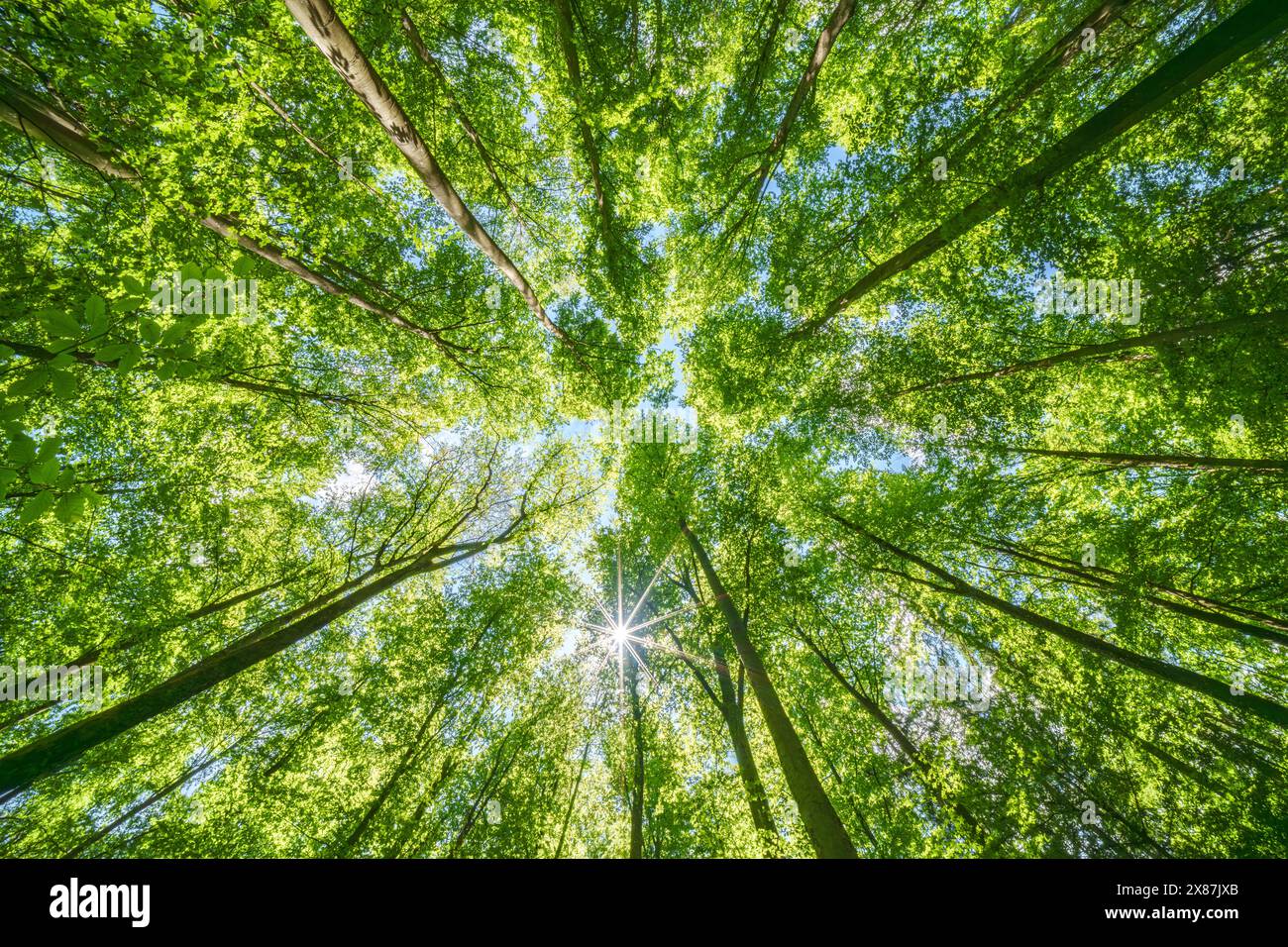 Forêt printanière avec coucher de soleil brillant à travers les feuilles et les branches. Nature, foresterie, habitat, environnement et concepts de durabilité Banque D'Images