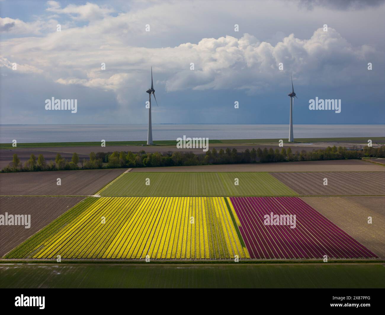 Champs agricoles de tulipes avec des éoliennes en arrière-plan Banque D'Images