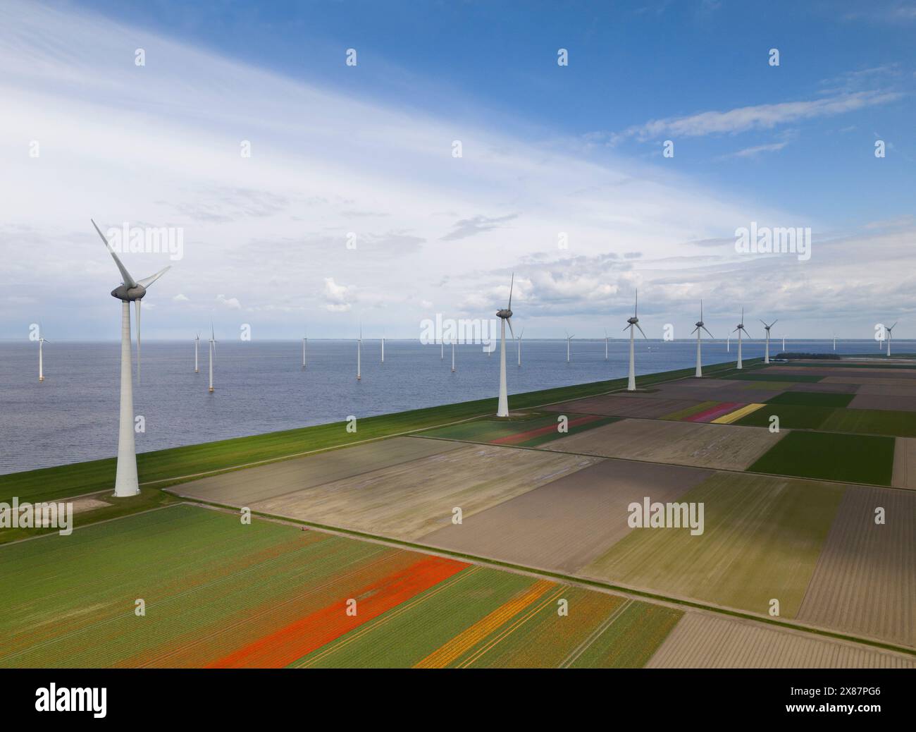 Champs de fleurs de tulipe avec éoliennes sous ciel nuageux Banque D'Images