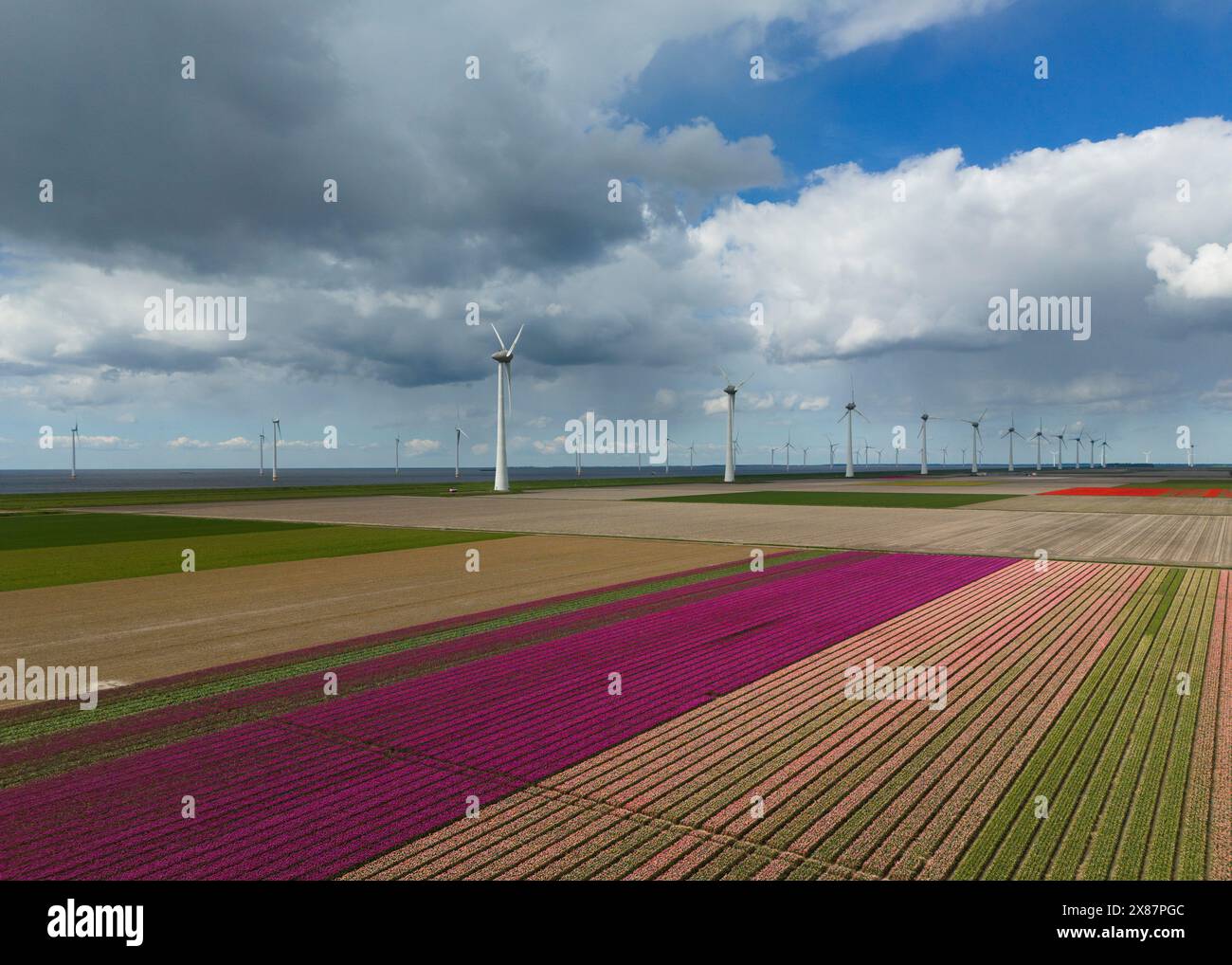 Champs de tulipes au printemps avec des éoliennes sous ciel nuageux Banque D'Images Champs de tulipes au printemps avec des éoliennes sous ciel nuageux Banque D'Images