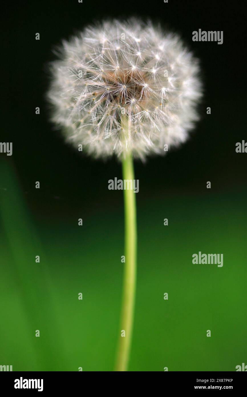 Close-up of dandelion seed head Banque D'Images Close-up of dandelion seed head Banque D'Images