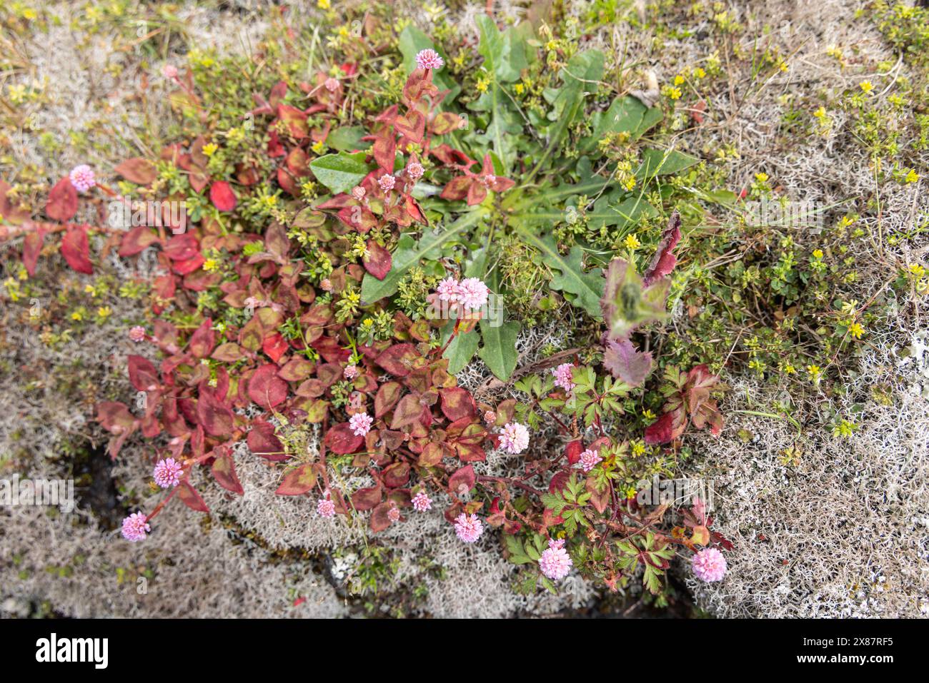 Biscoitos, Terceira, Açores, Portugal. Fleurs sauvages poussant sur un mur de pierre. Banque D'Images