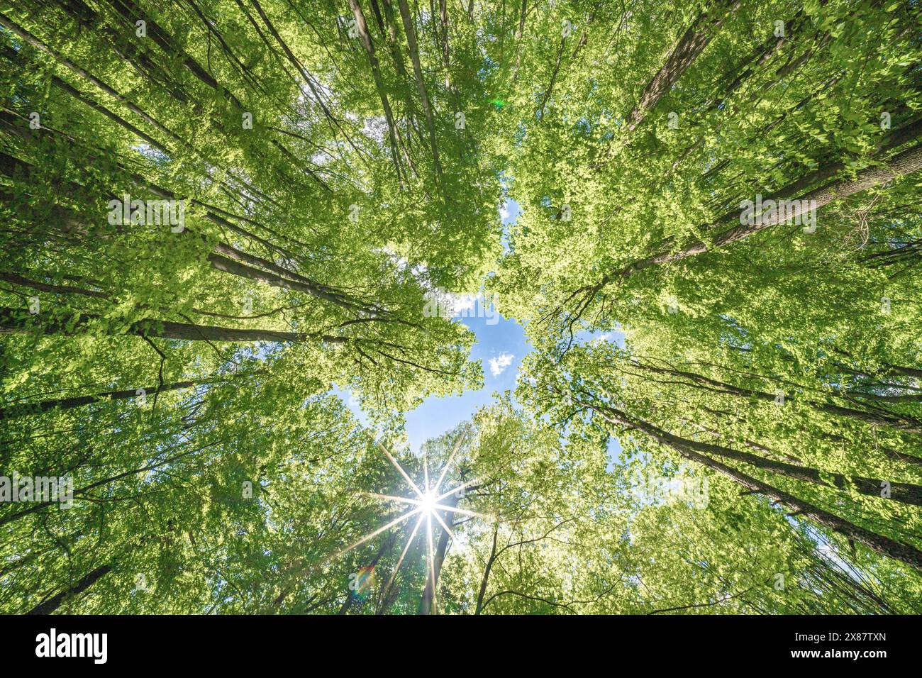 Forêt printanière avec coucher de soleil brillant à travers les feuilles et les branches. Nature, foresterie, habitat, environnement et concepts de durabilité Banque D'Images