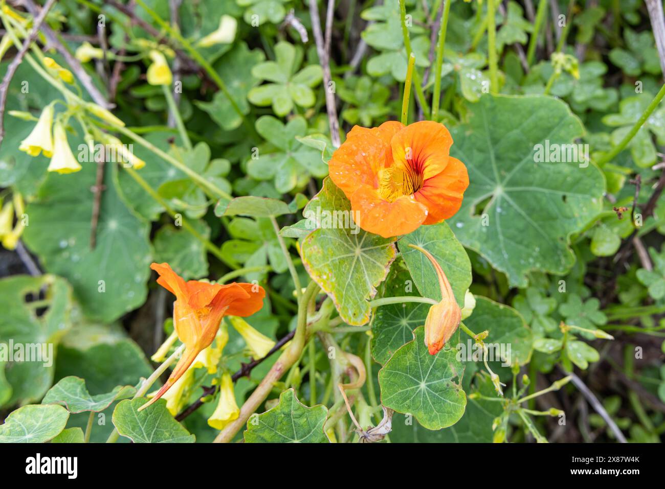 Quatro Ribeiras, Terceira, Açores, Portugal. Fleurs sauvages dans un champ sur l'île de Terceira, Açores. Banque D'Images