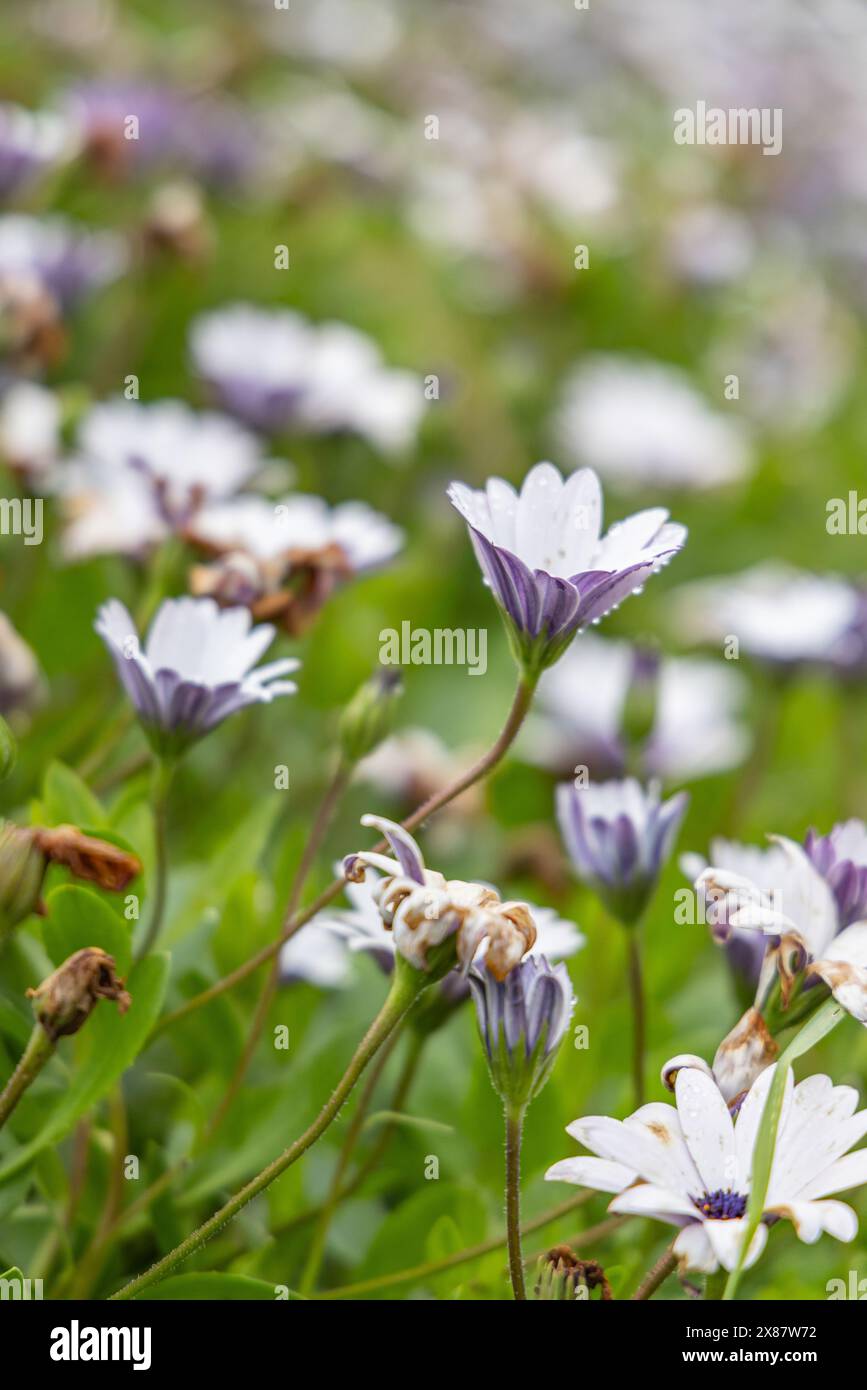 Quatro Ribeiras, Terceira, Açores, Portugal. Fleurs sauvages dans un champ sur l'île de Terceira, Açores. Banque D'Images