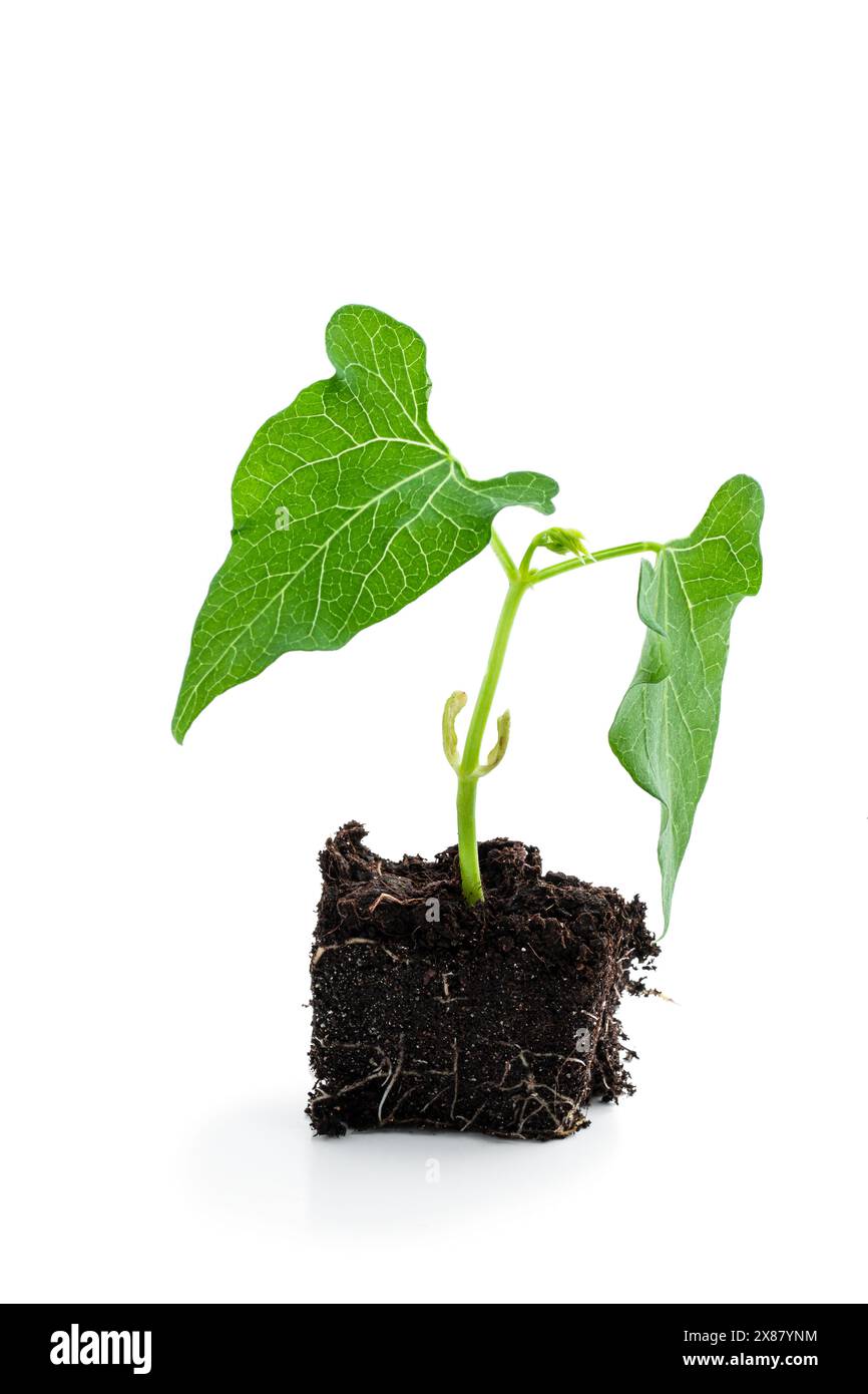 Germes de haricots de semis isolés sur blanc Banque D'Images