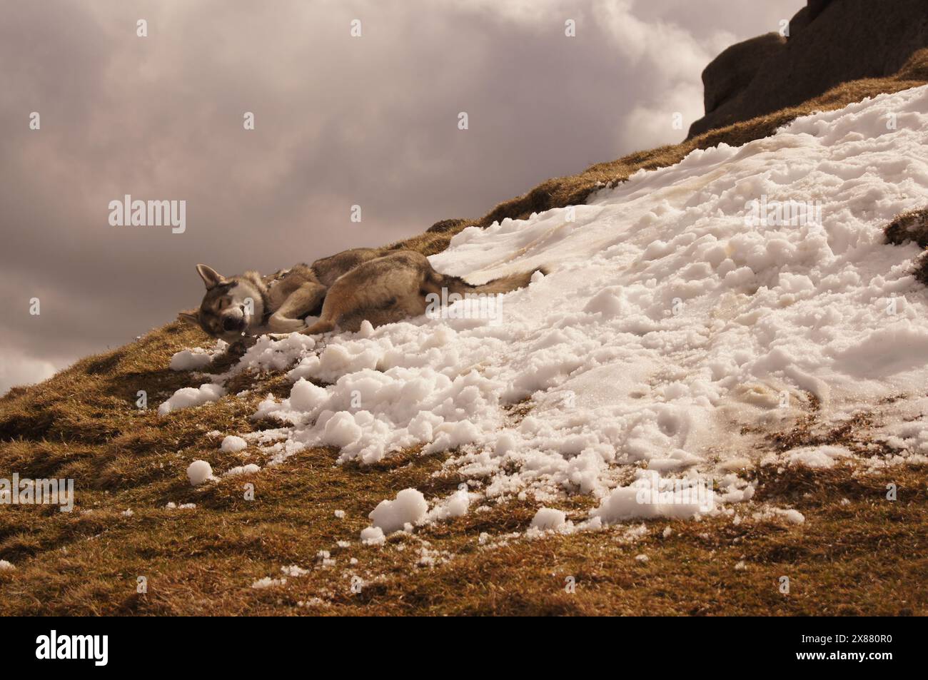 Tamaskan Wolf Dog Sledging in Snow on Goat Fell, île d'Arran, Écosse, Royaume-Uni Banque D'Images