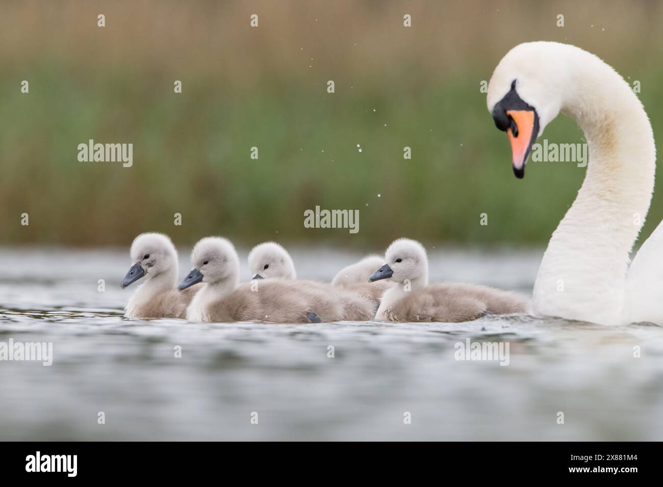 Cygnets profitant des eaux de crue de mai. Banque D'Images