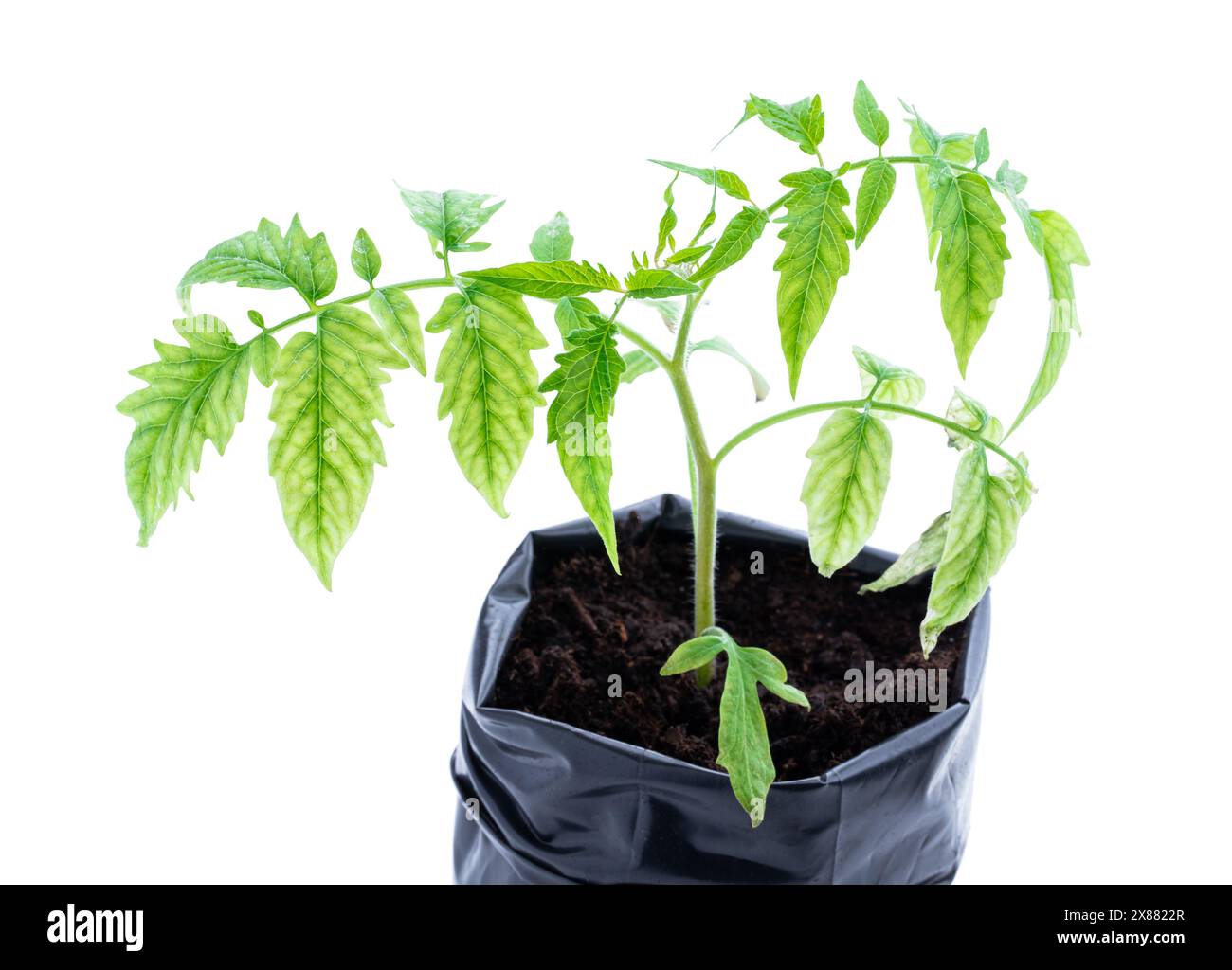 Plants de tomate avec des signes de manque de microéléments isolés sur blanc Banque D'Images