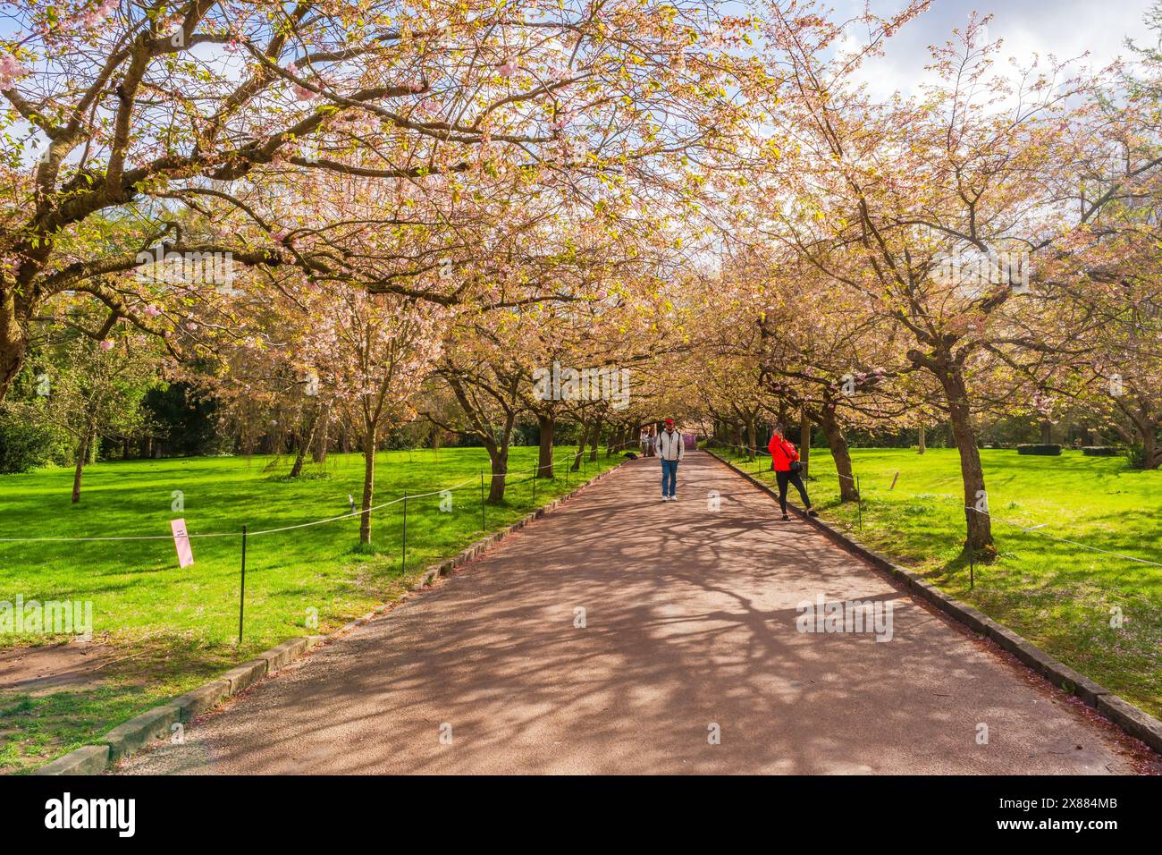 COPENHAGUE, DANEMARK - 15 AVRIL 2024 : une avenue de cerisiers japonais au cimetière de Bispebjerg Banque D'Images