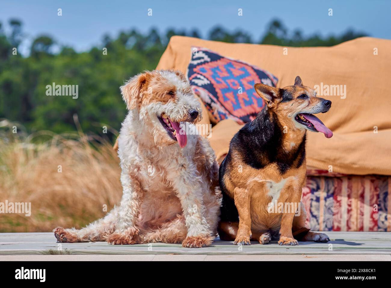 Deux chiens ensemble profitant d'une journée d'été ensoleillée. L'un des chiens est noir et beage et l'autre est un fil de Fox terrier. Les chiens sont assis sur un pont Banque D'Images