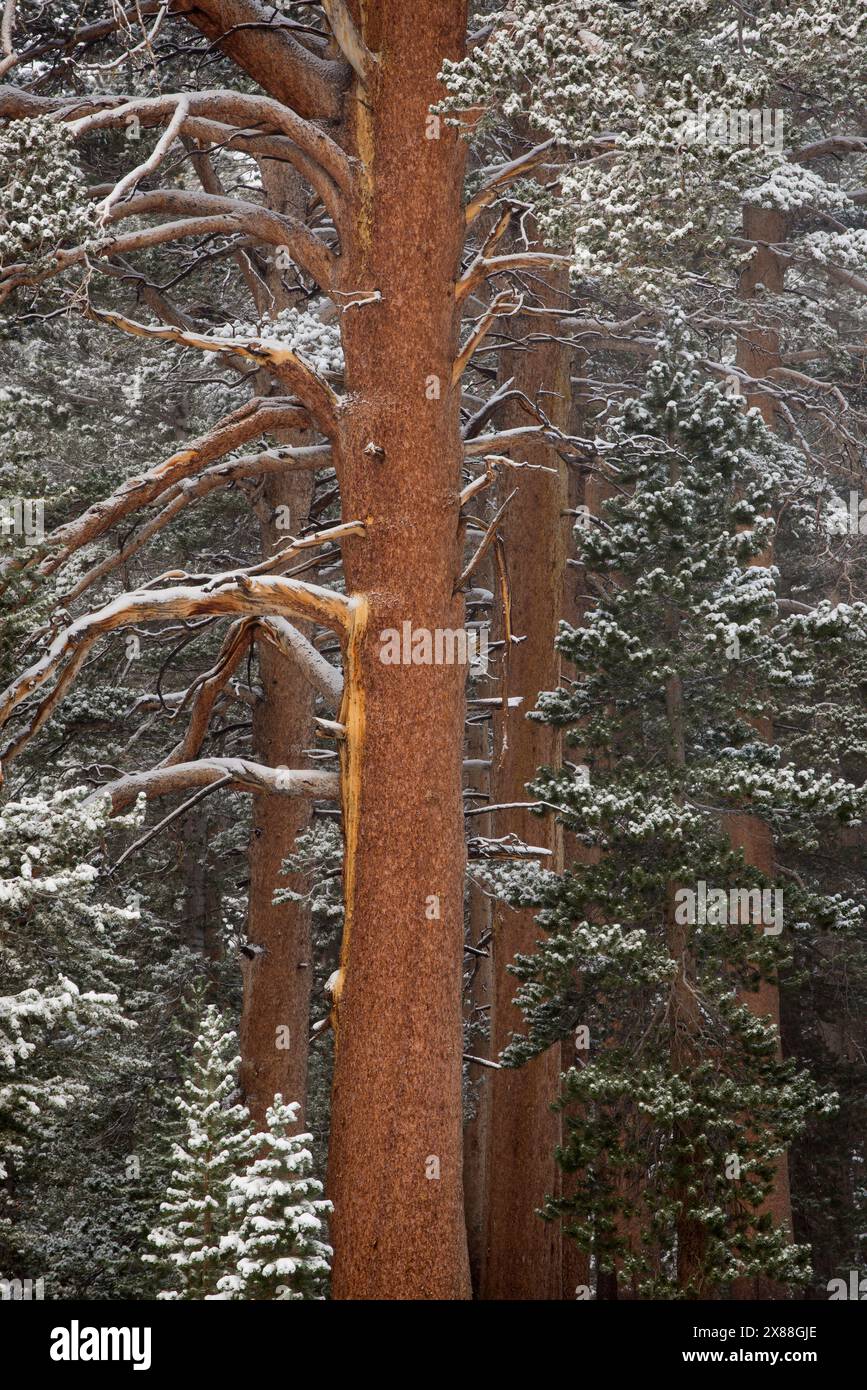 Pins avec neige, forêt nationale de Toiyabe, Californie, États-Unis. Banque D'Images